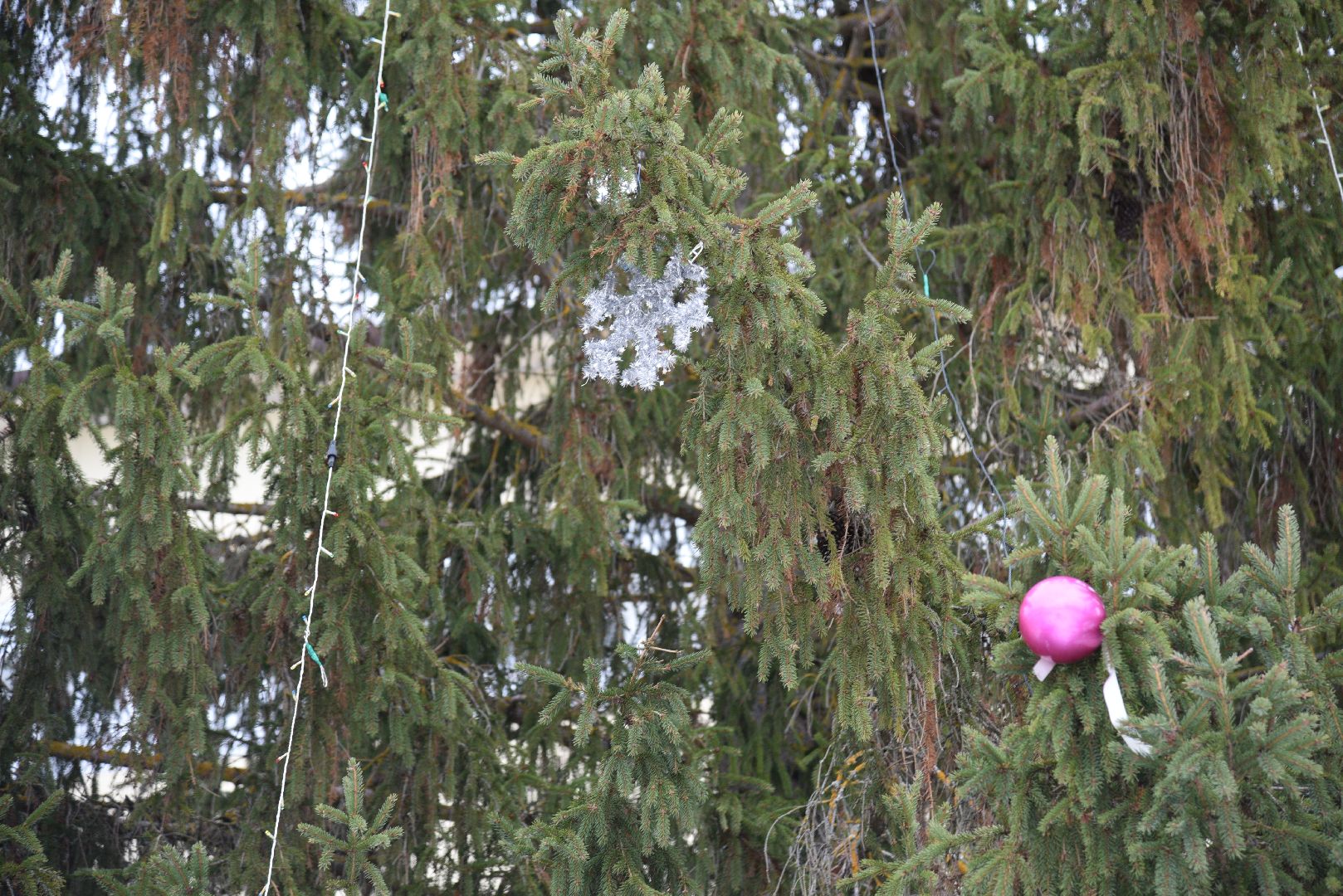 лотошино, лотошинская больница, новый год, ёлка, праздник, вертикалки,