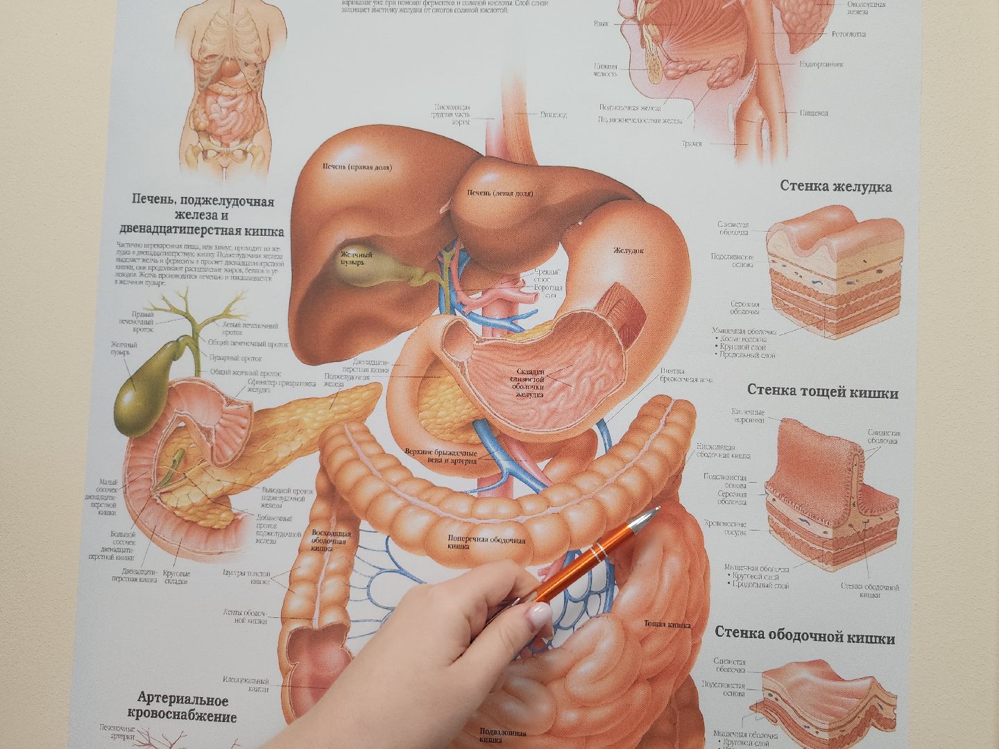 советы врачей, диета, здоровое питание,