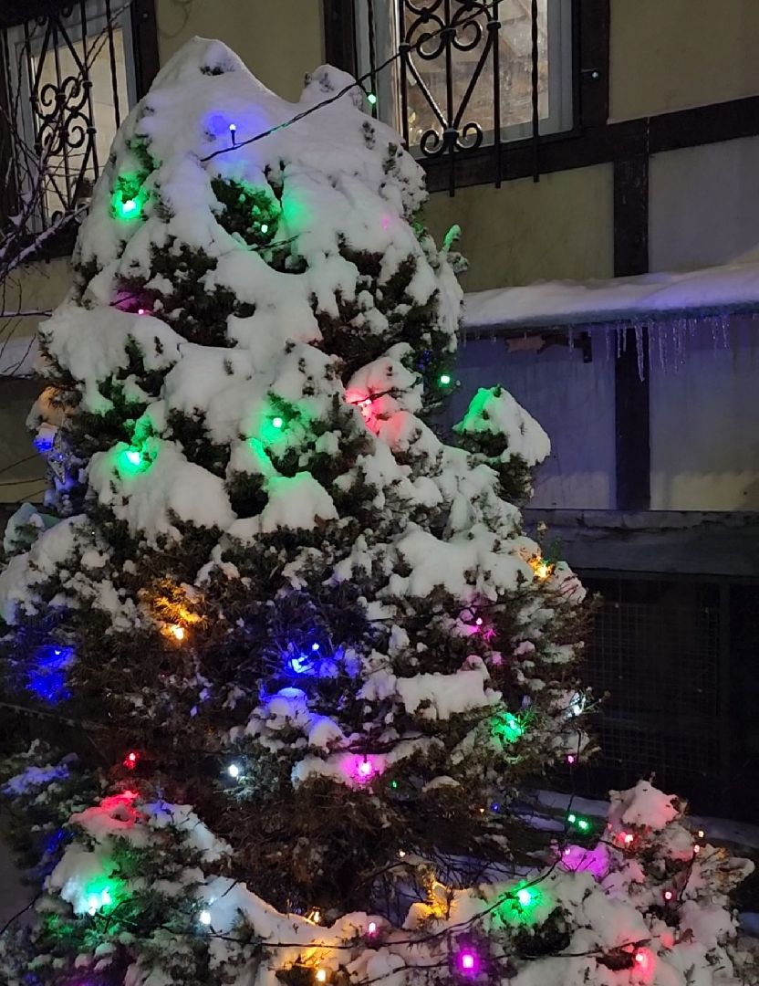 долгопрудный, кинологи, конкурс благоустройства, новый год, гирлянды, вертикалки,