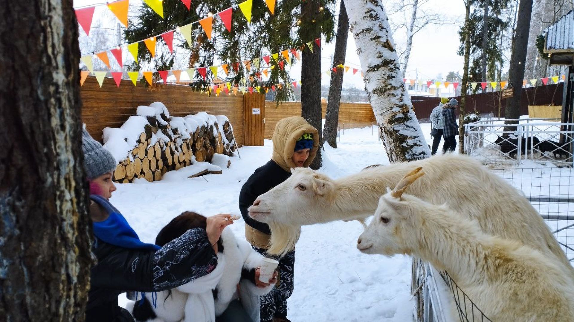 вертикалки, пушкино, экологический проект, животные, дети, спектакль, традиции, ферма,
