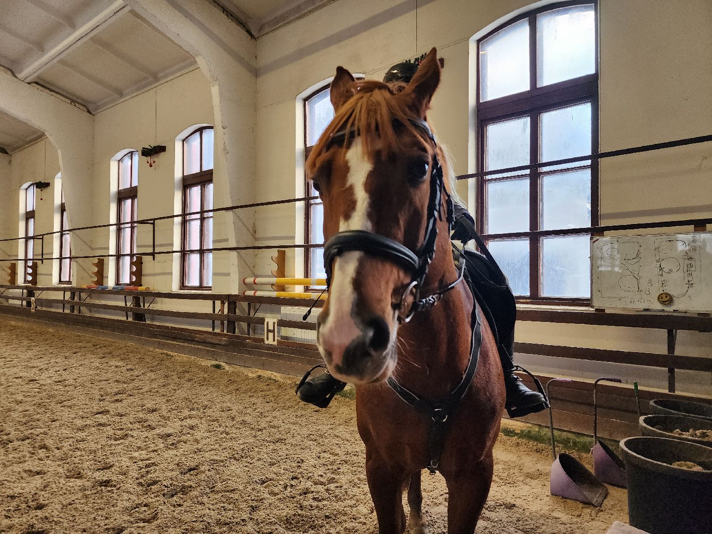 подольск, спорт, кони, конкур,