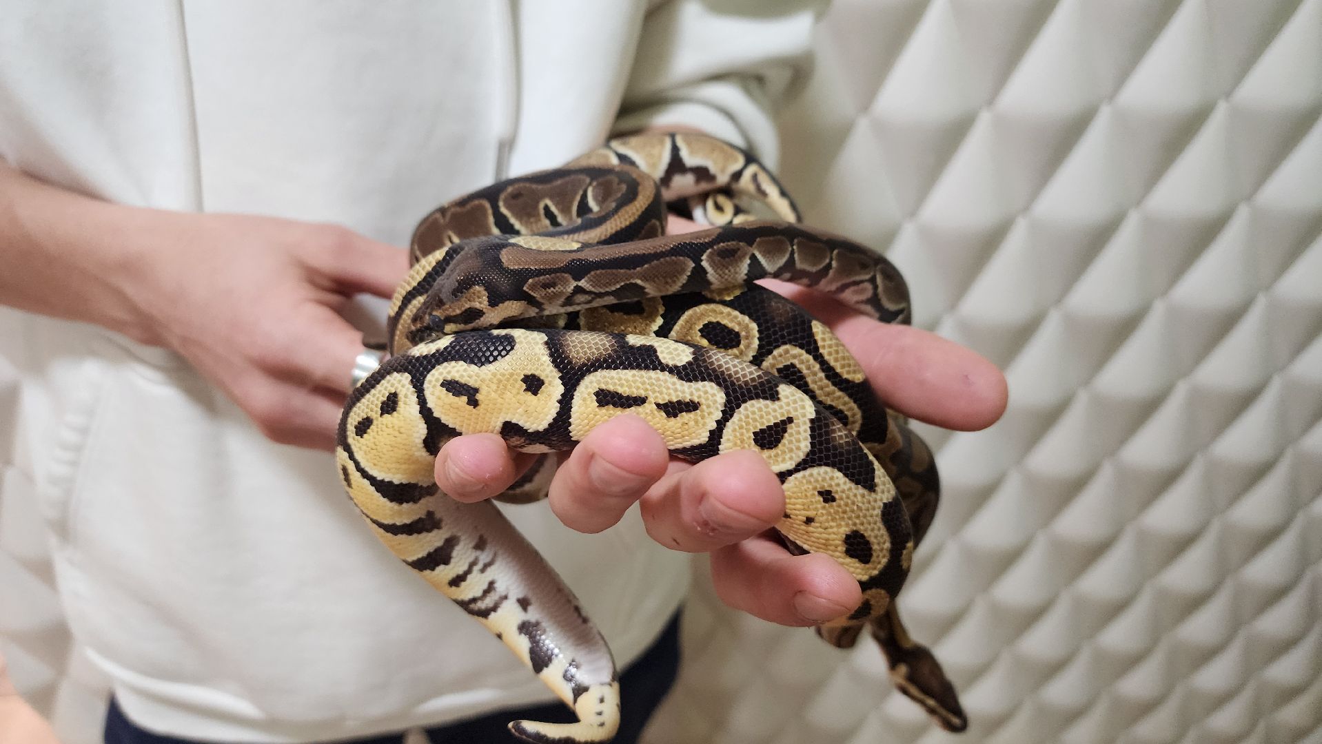 Солнечногорск, вертикалки, ветеринария, год змеи, рептилии,