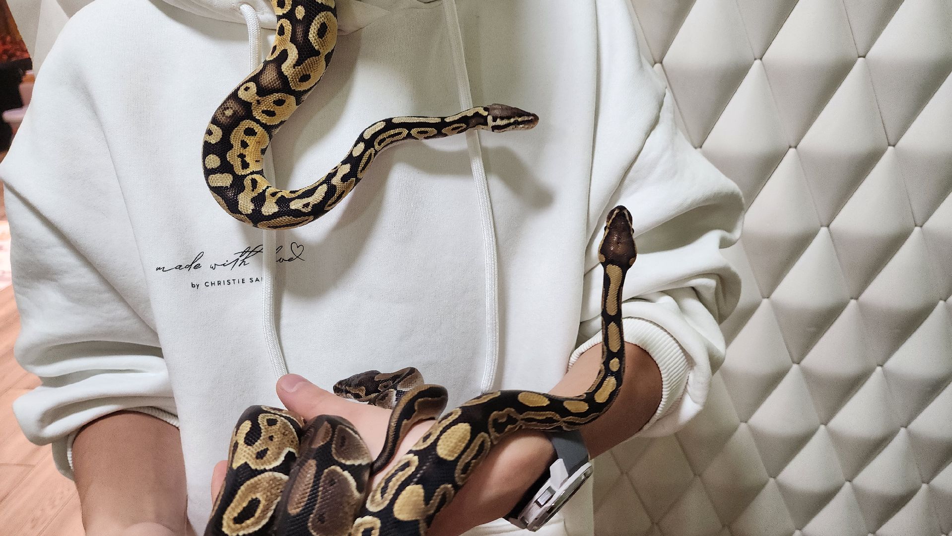 Солнечногорск, вертикалки, ветеринария, год змеи, рептилии,