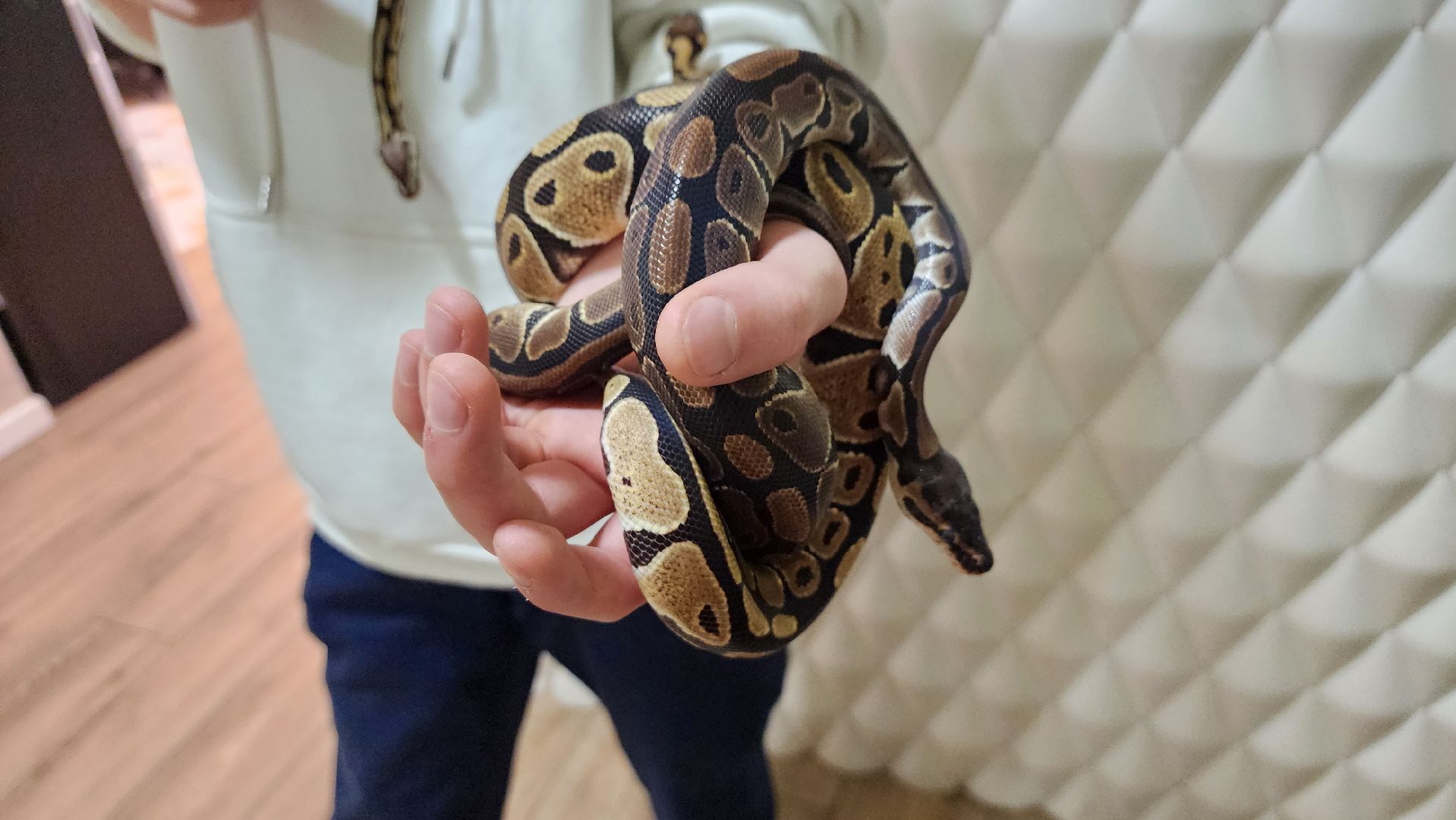 Солнечногорск, вертикалки, ветеринария, год змеи, рептилии,