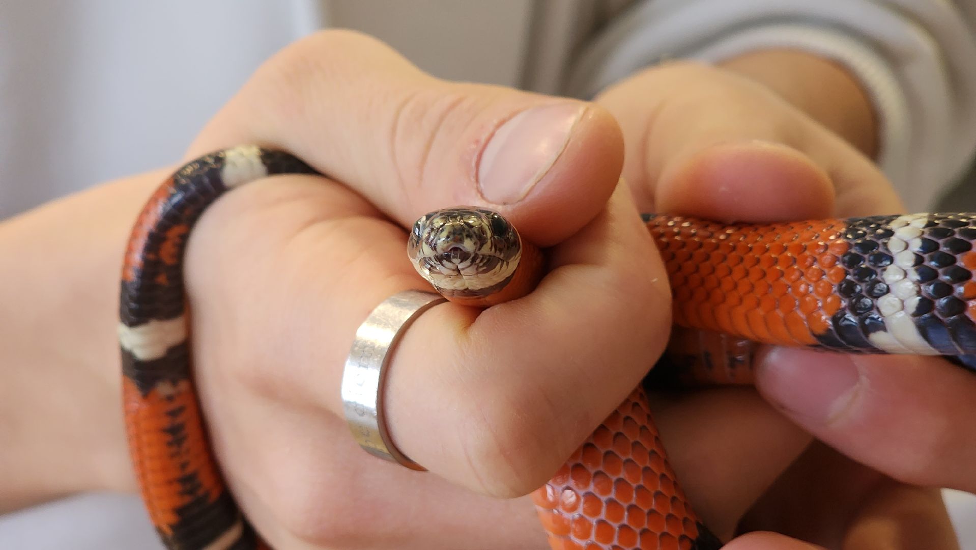 Солнечногорск, вертикалки, ветеринария, год змеи, рептилии,