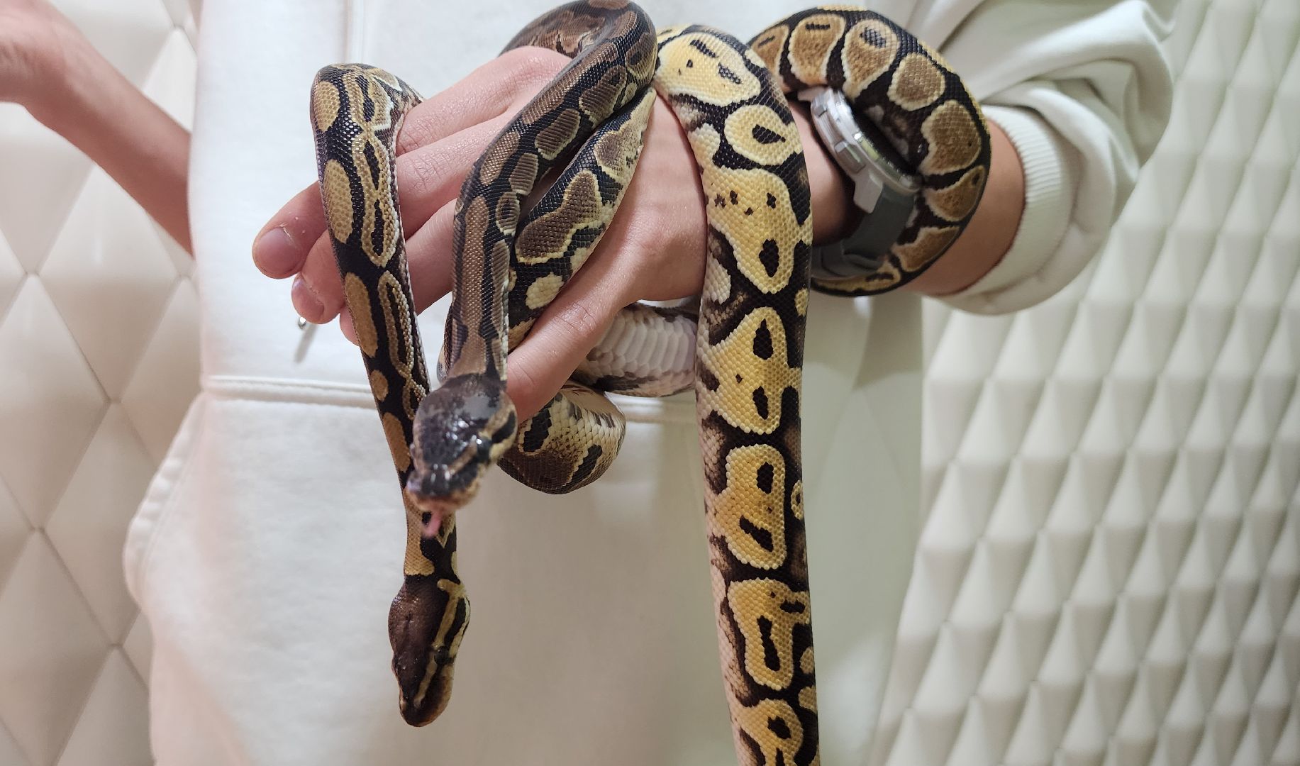 Солнечногорск, вертикалки, ветеринария, год змеи, рептилии,