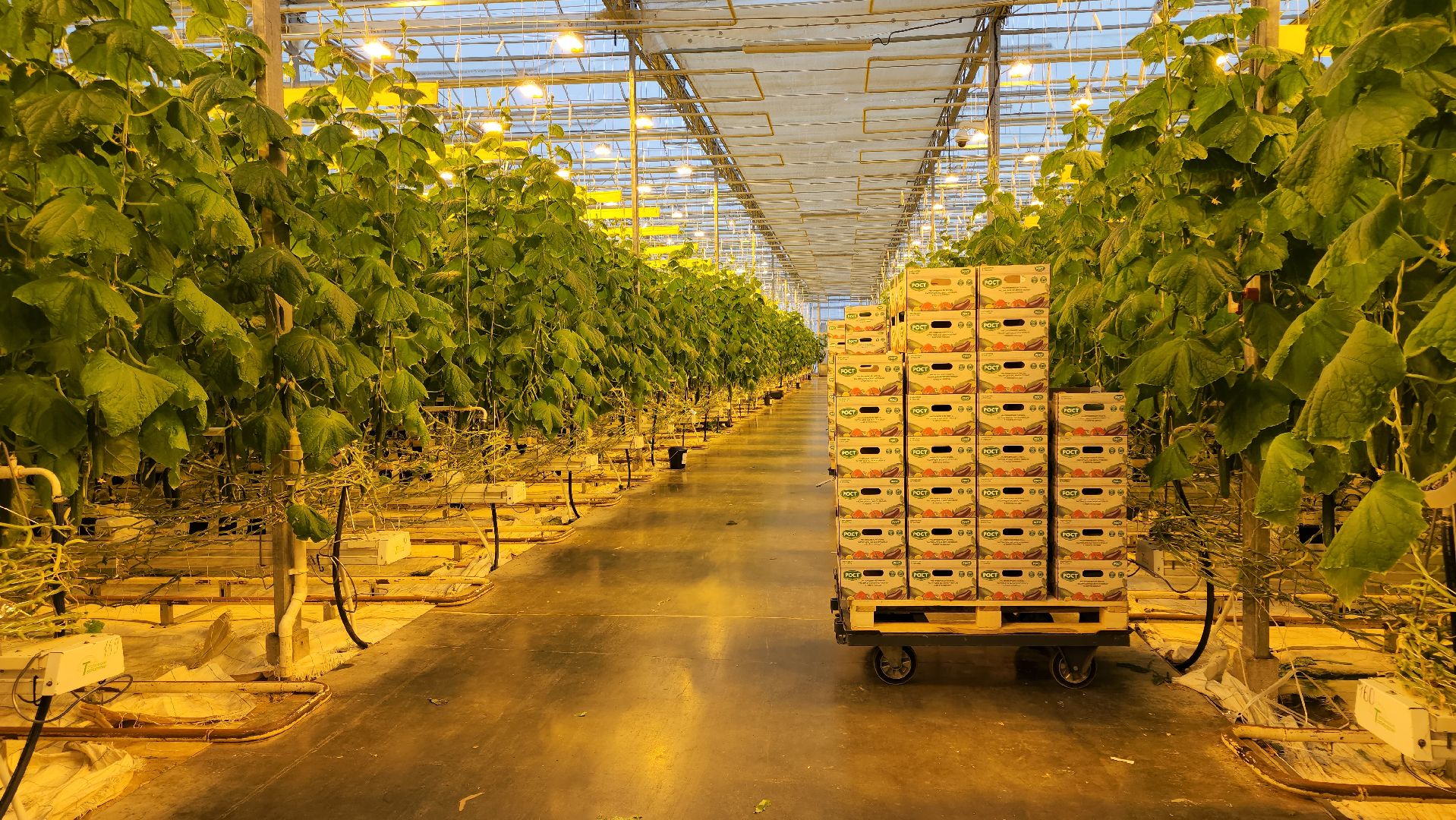 кашира, экономика, огурцы, томаты, теплицы, РОСТ,