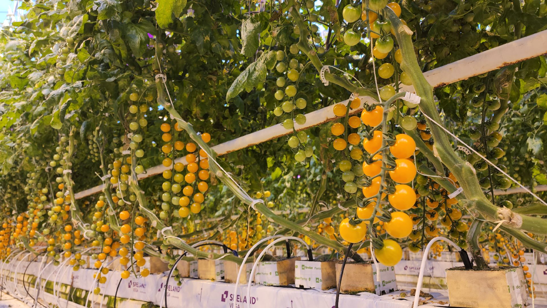 кашира, экономика, огурцы, томаты, теплицы, РОСТ,