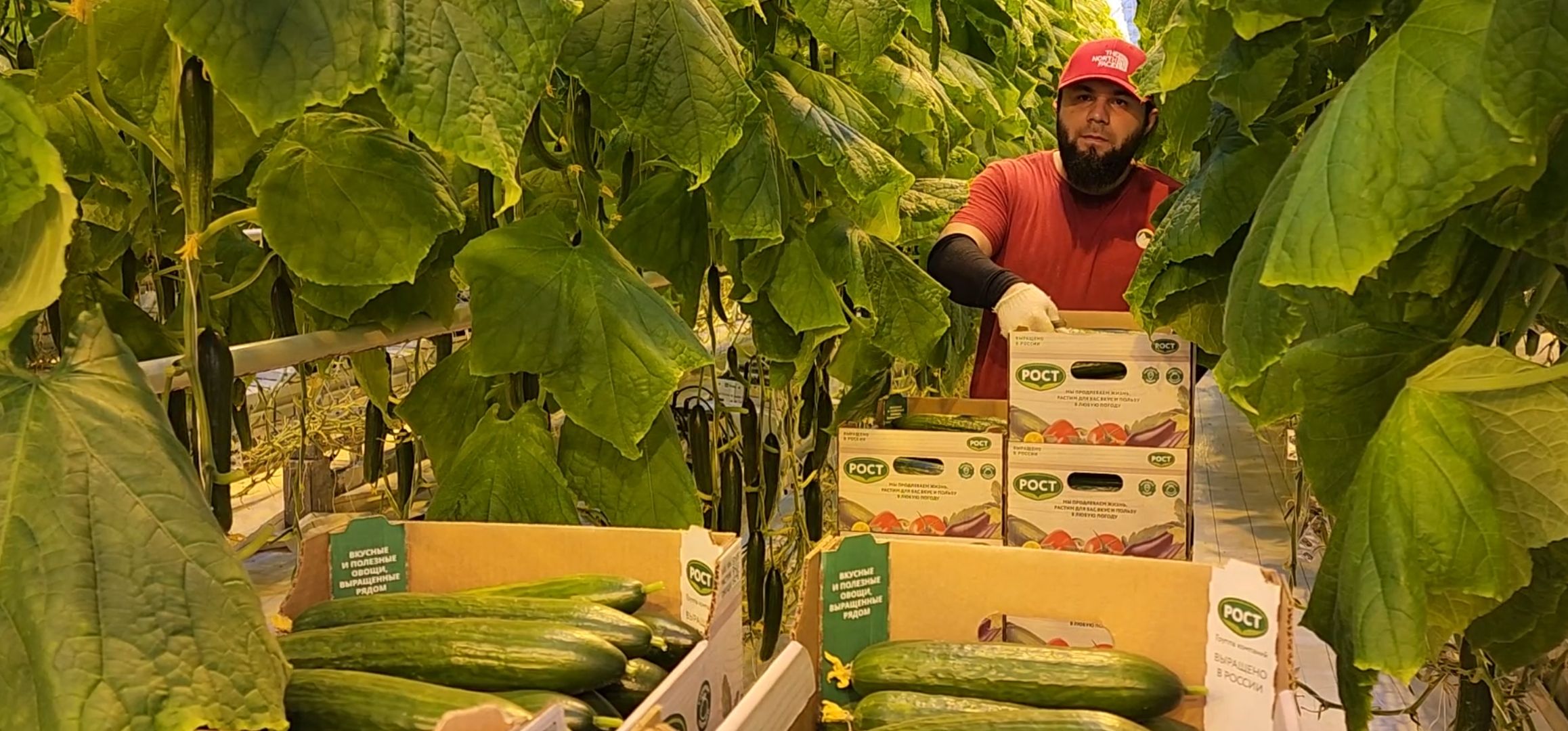 кашира, экономика, огурцы, томаты, теплицы, РОСТ,