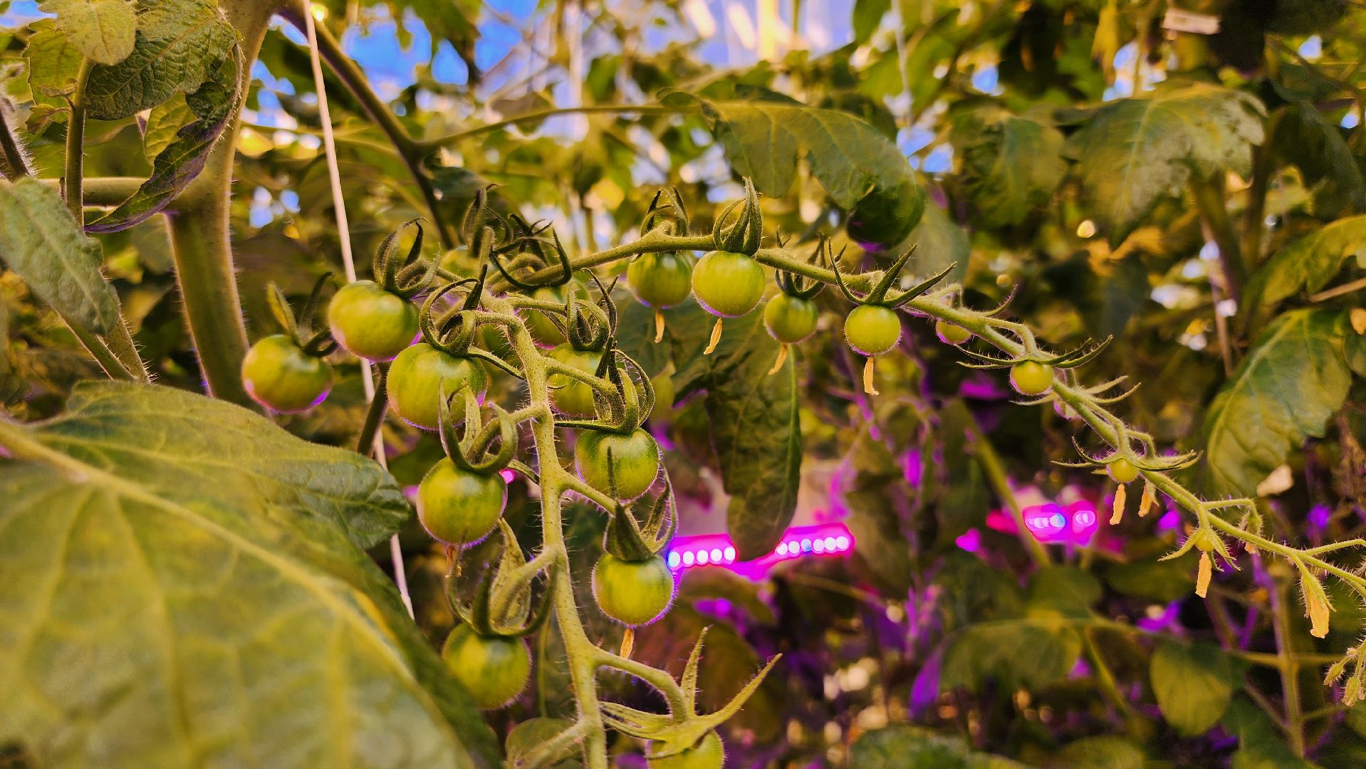 кашира, экономика, огурцы, томаты, теплицы, РОСТ,