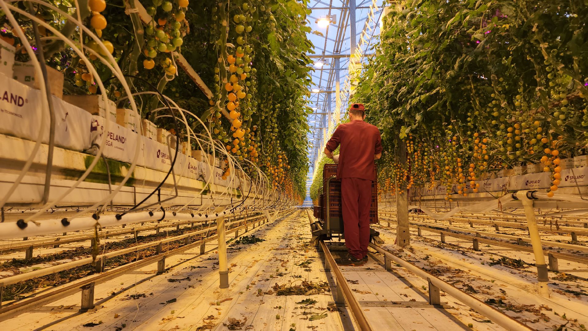 кашира, экономика, огурцы, томаты, теплицы, РОСТ,