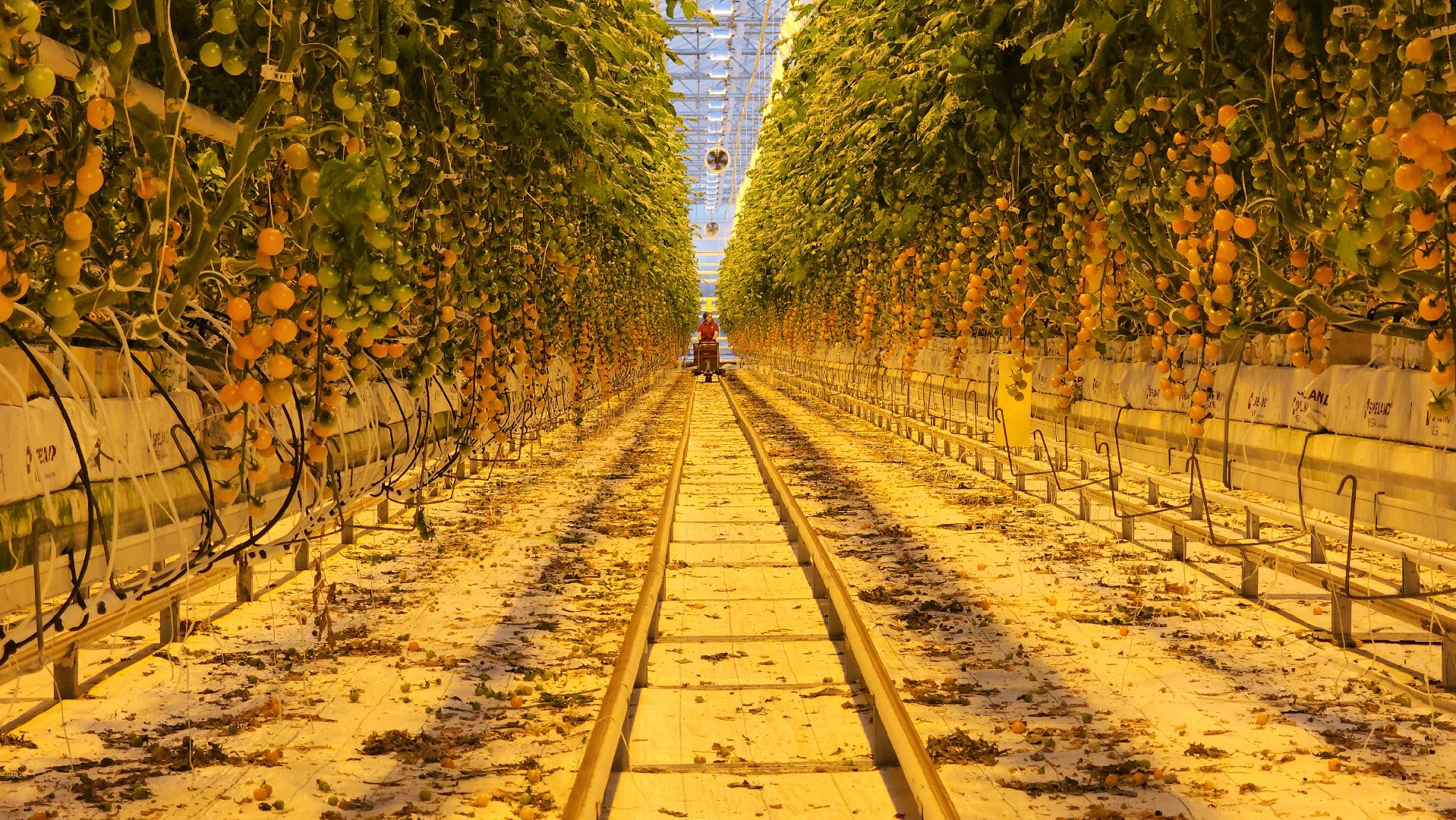 кашира, экономика, огурцы, томаты, теплицы, РОСТ,