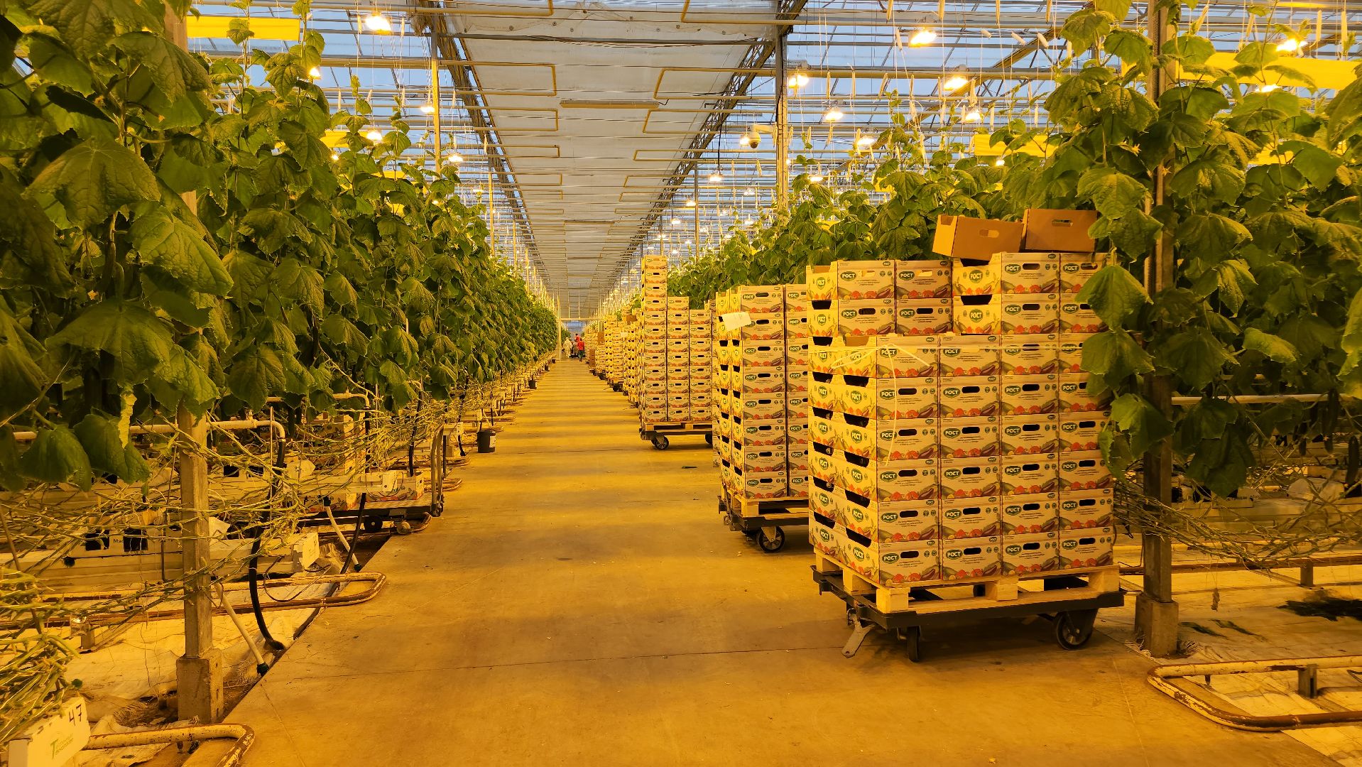 кашира, экономика, огурцы, томаты, теплицы, РОСТ,