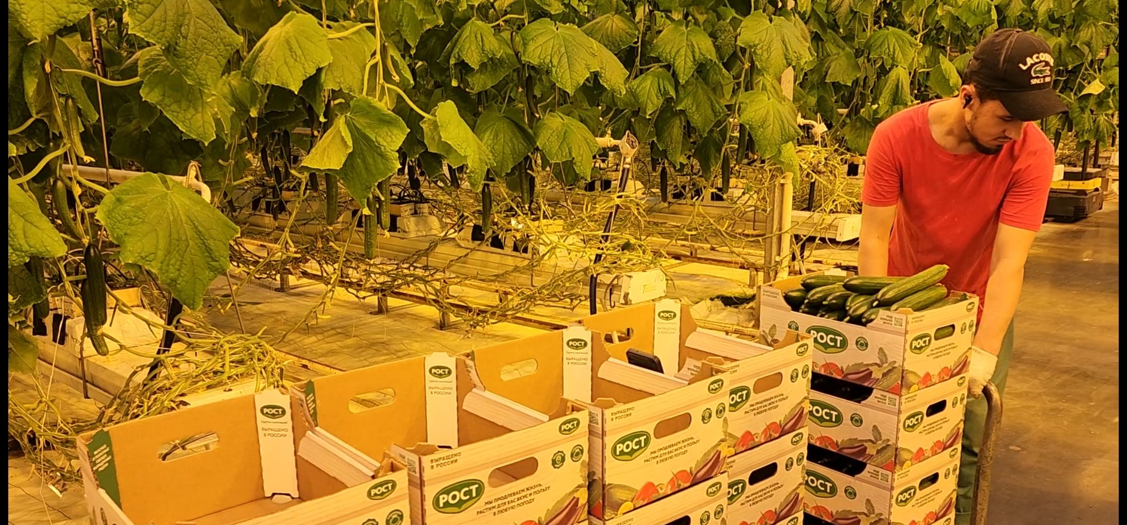 кашира, экономика, огурцы, томаты, теплицы, РОСТ,