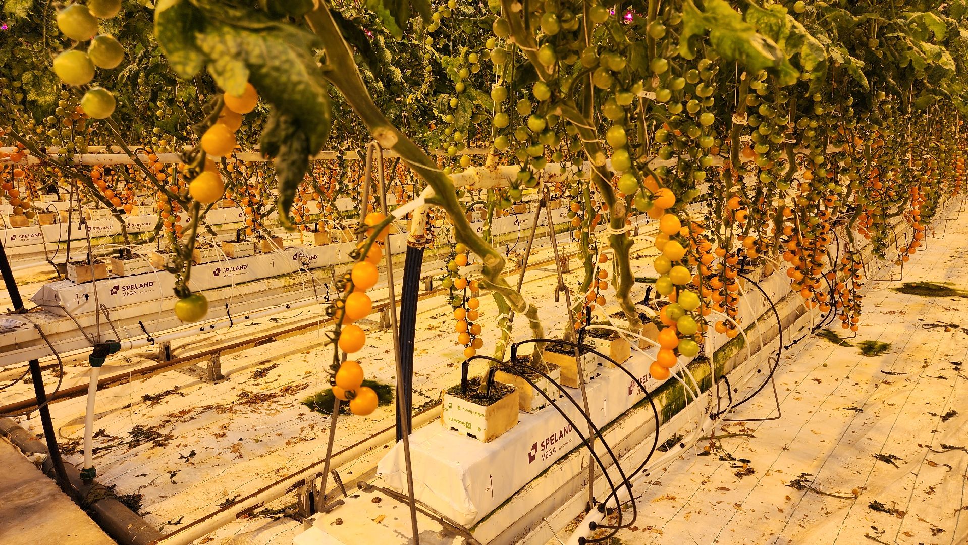 кашира, экономика, огурцы, томаты, теплицы, РОСТ,