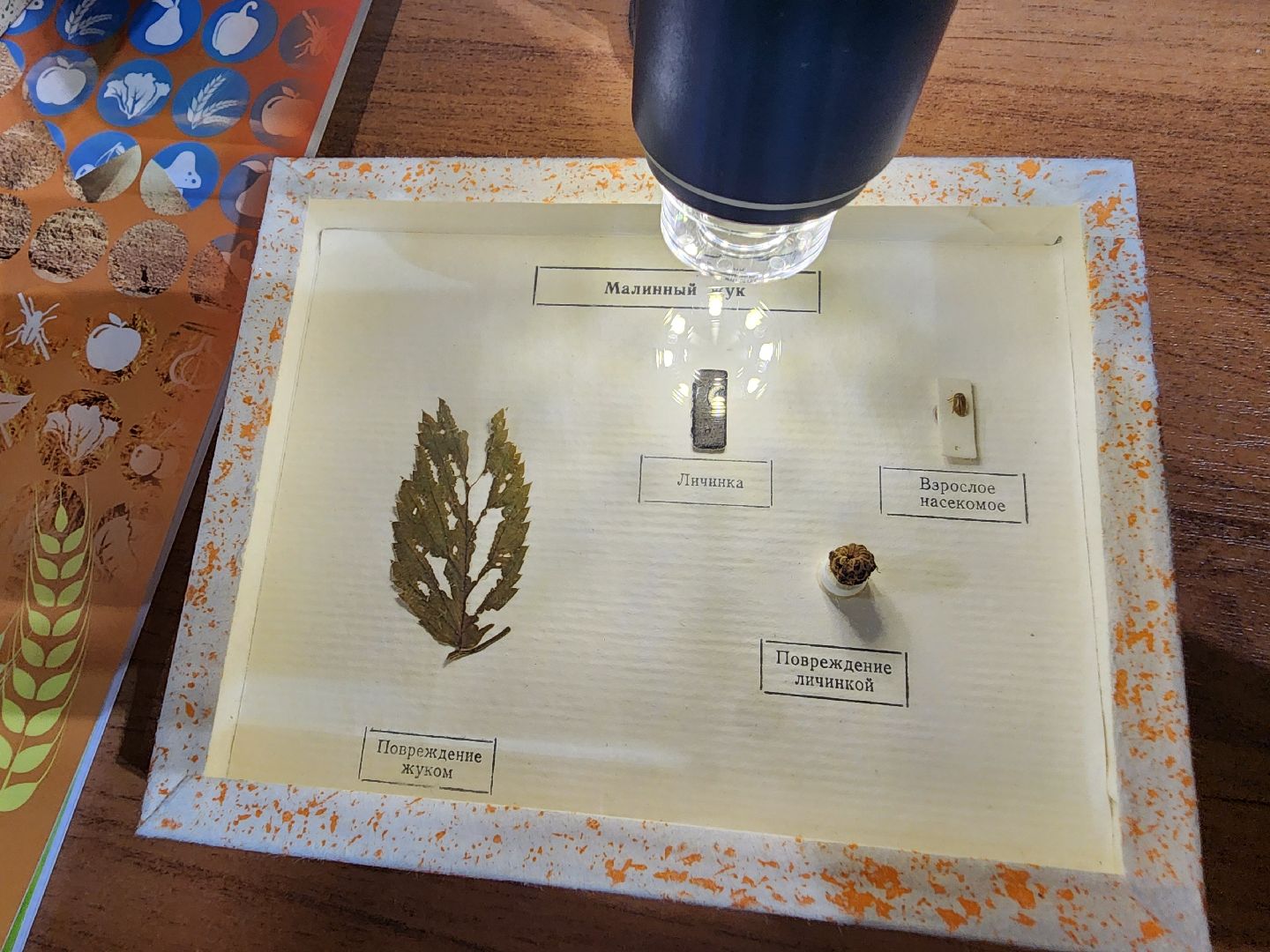 зарайск, быть в профессии, путь навыков, вертикалки,