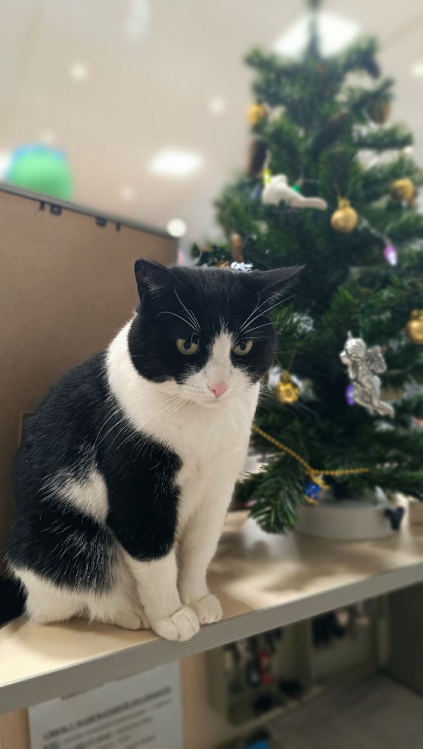 новый 2025 год, лобня, культура,