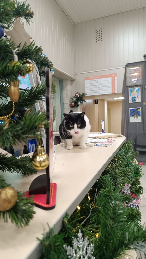 новый 2025 год, лобня, культура,