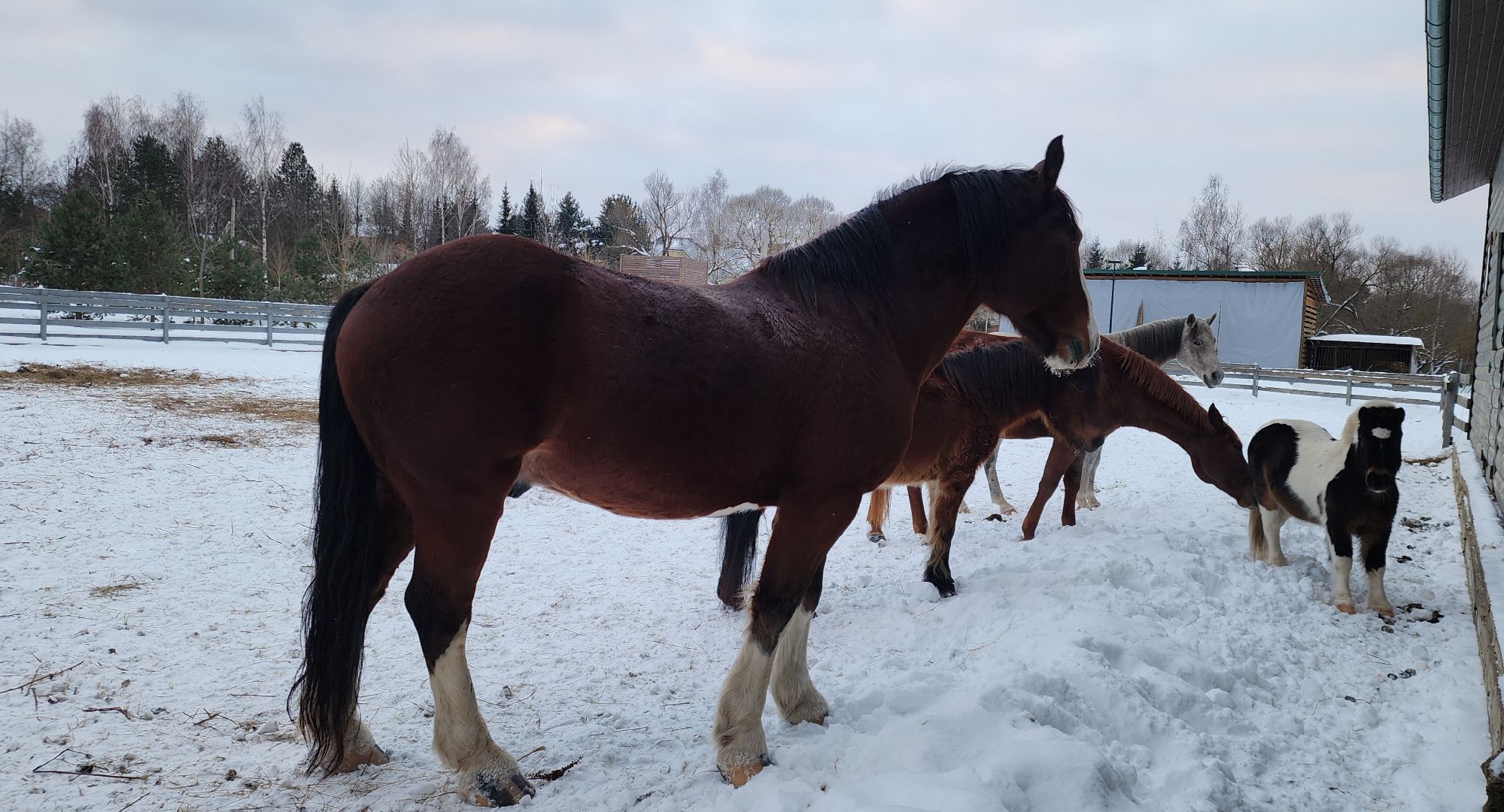 туризм в подмосковье, зимний отдых, зимняя рыбалка, конные прогулки, банный комплекс, вертикалка,