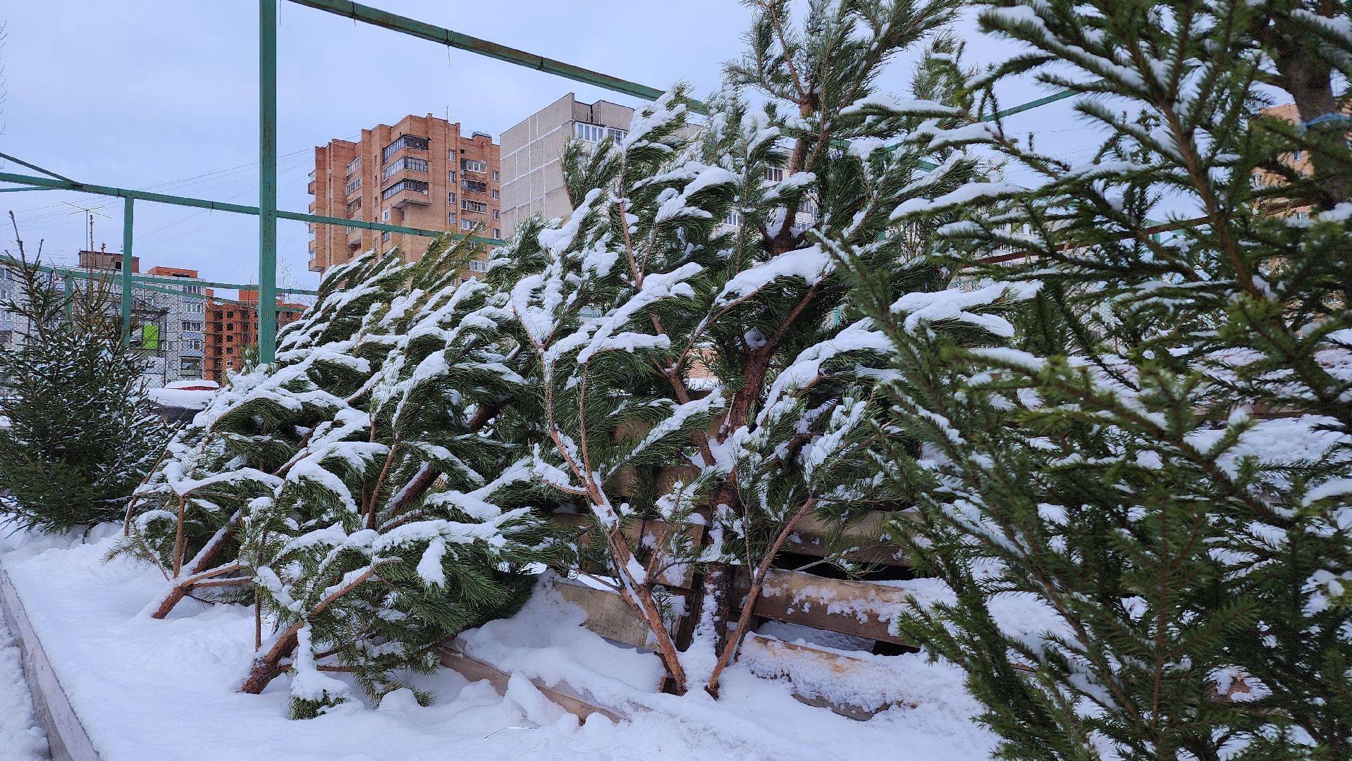 ступино, елочные базары, зима в подмосковье,