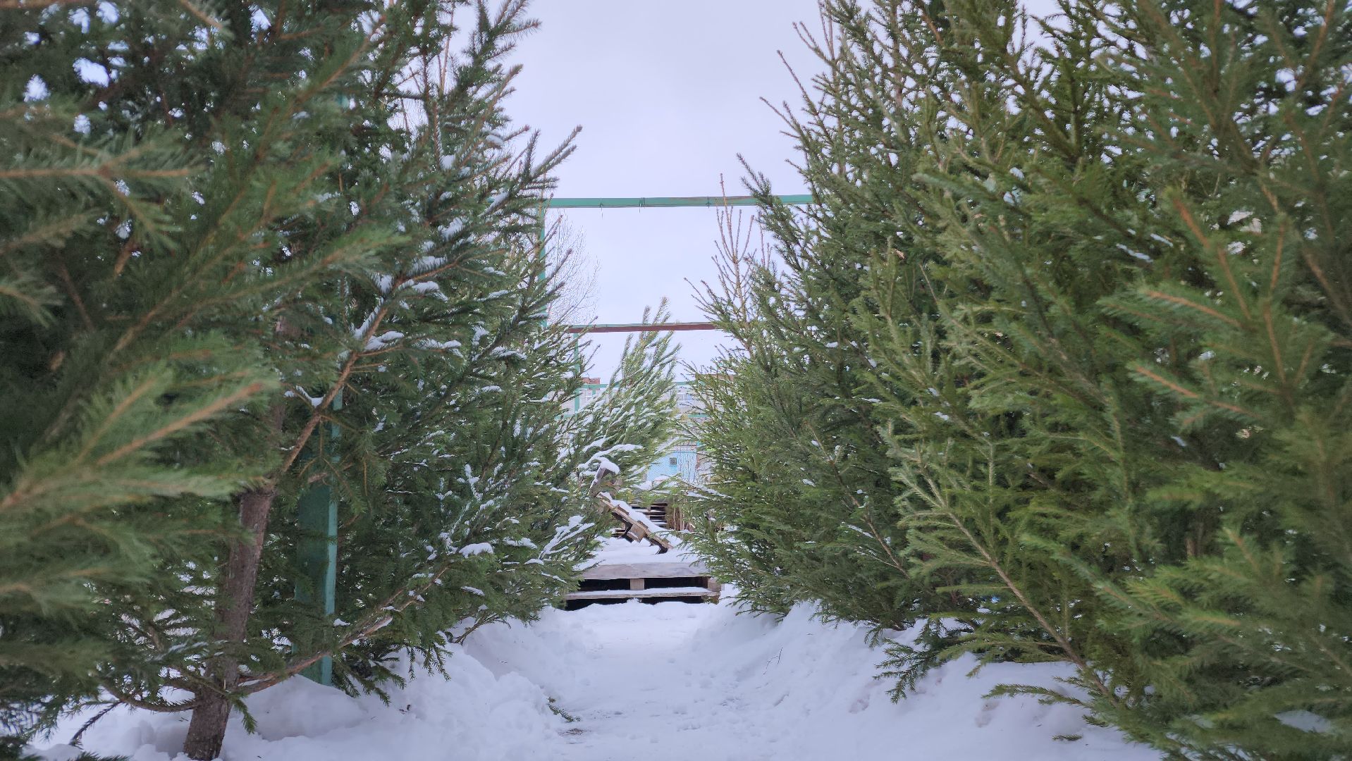 ступино, елочные базары, зима в подмосковье,