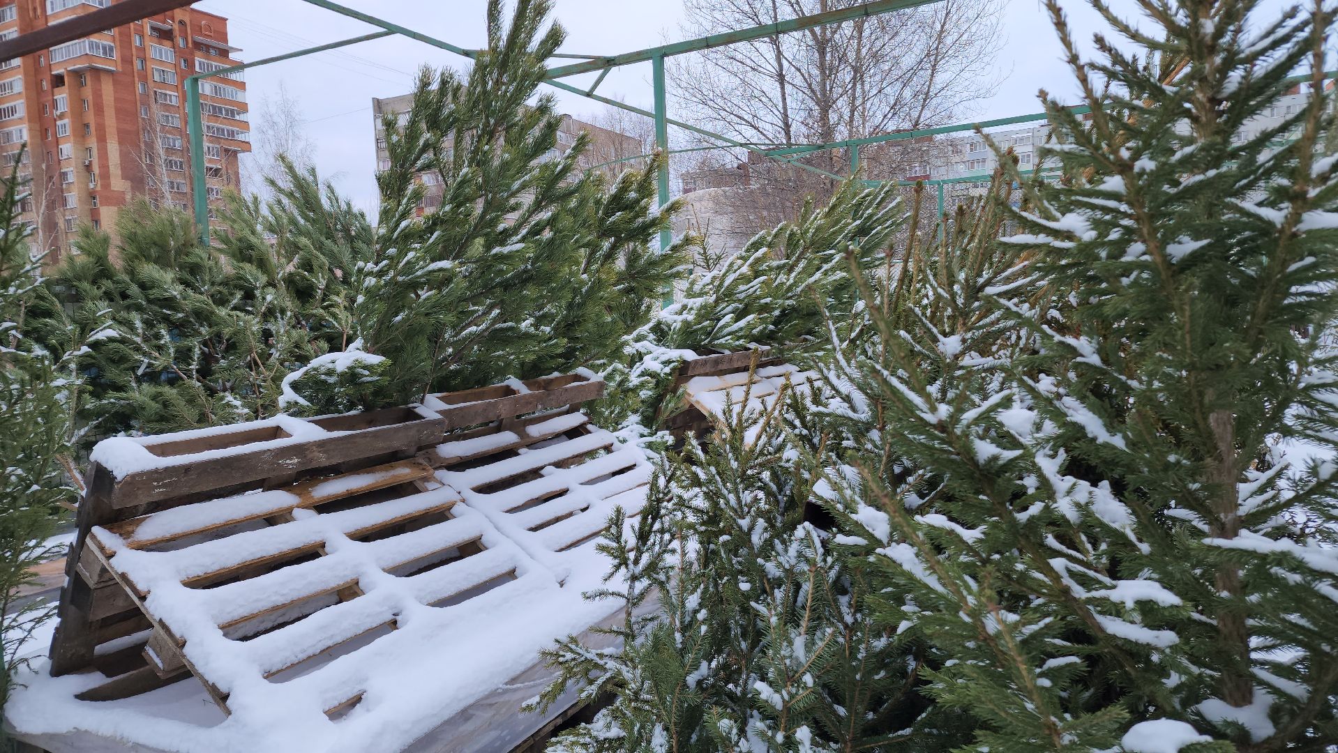 ступино, елочные базары, зима в подмосковье,