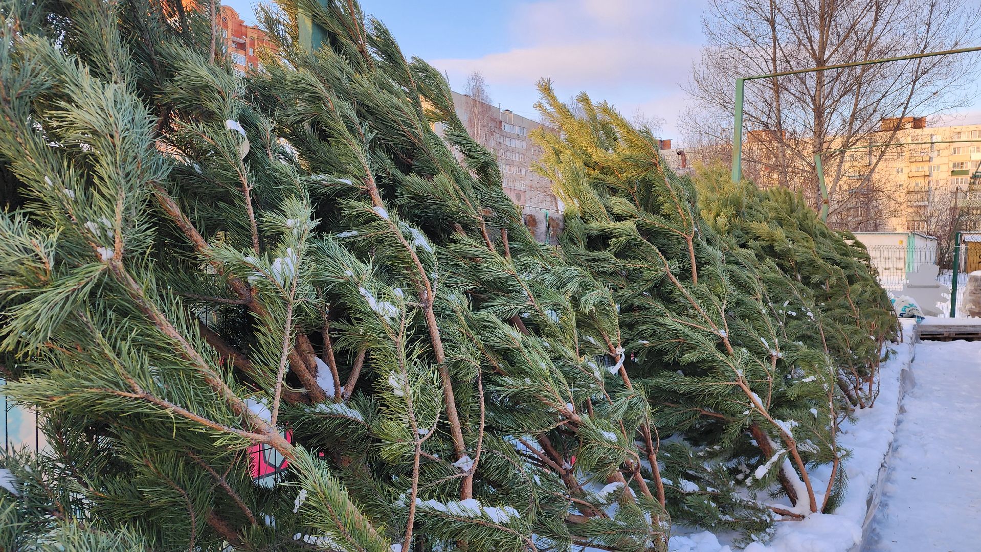 ступино, елочные базары, зима в подмосковье,