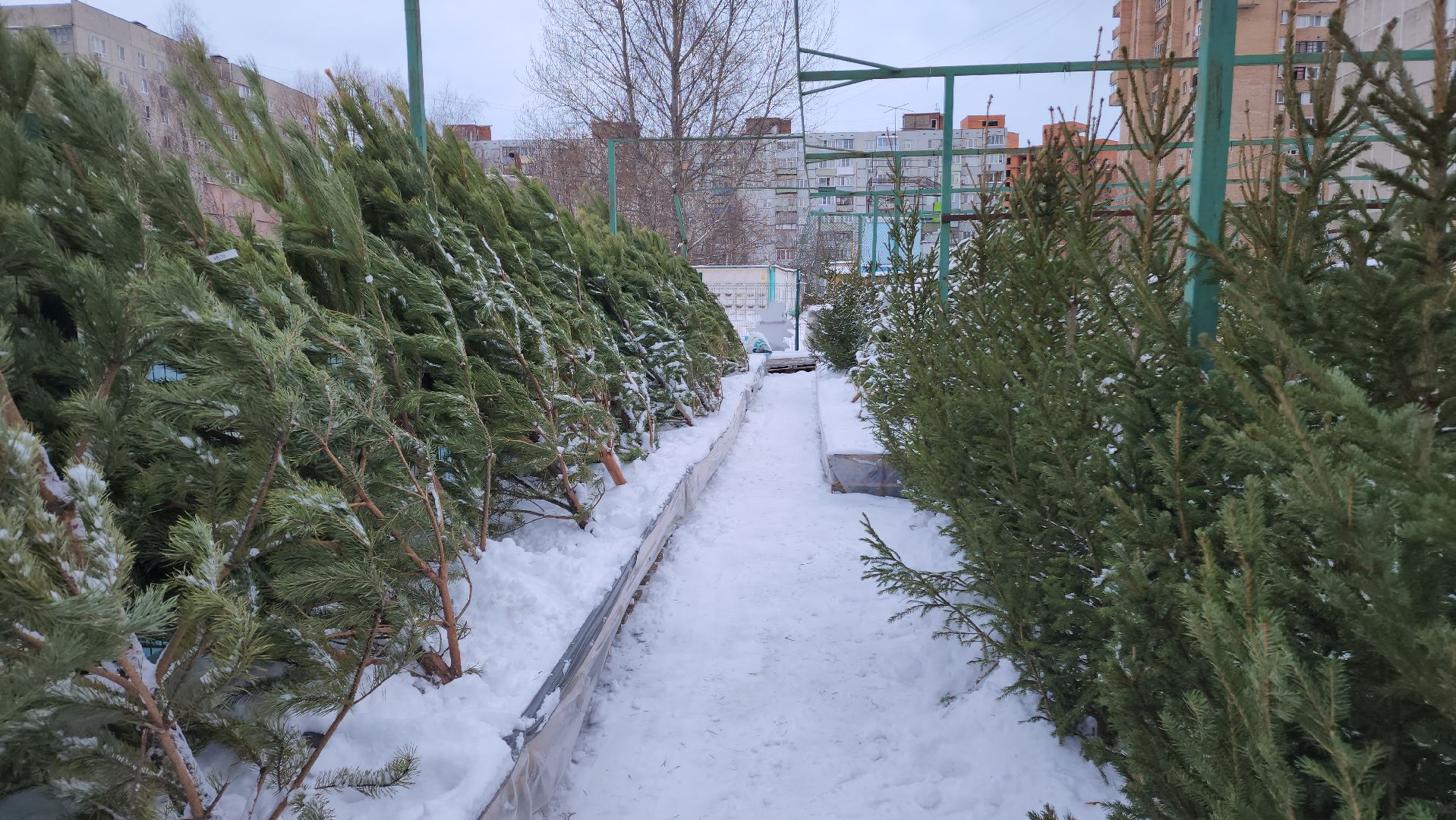 ступино, елочные базары, зима в подмосковье,