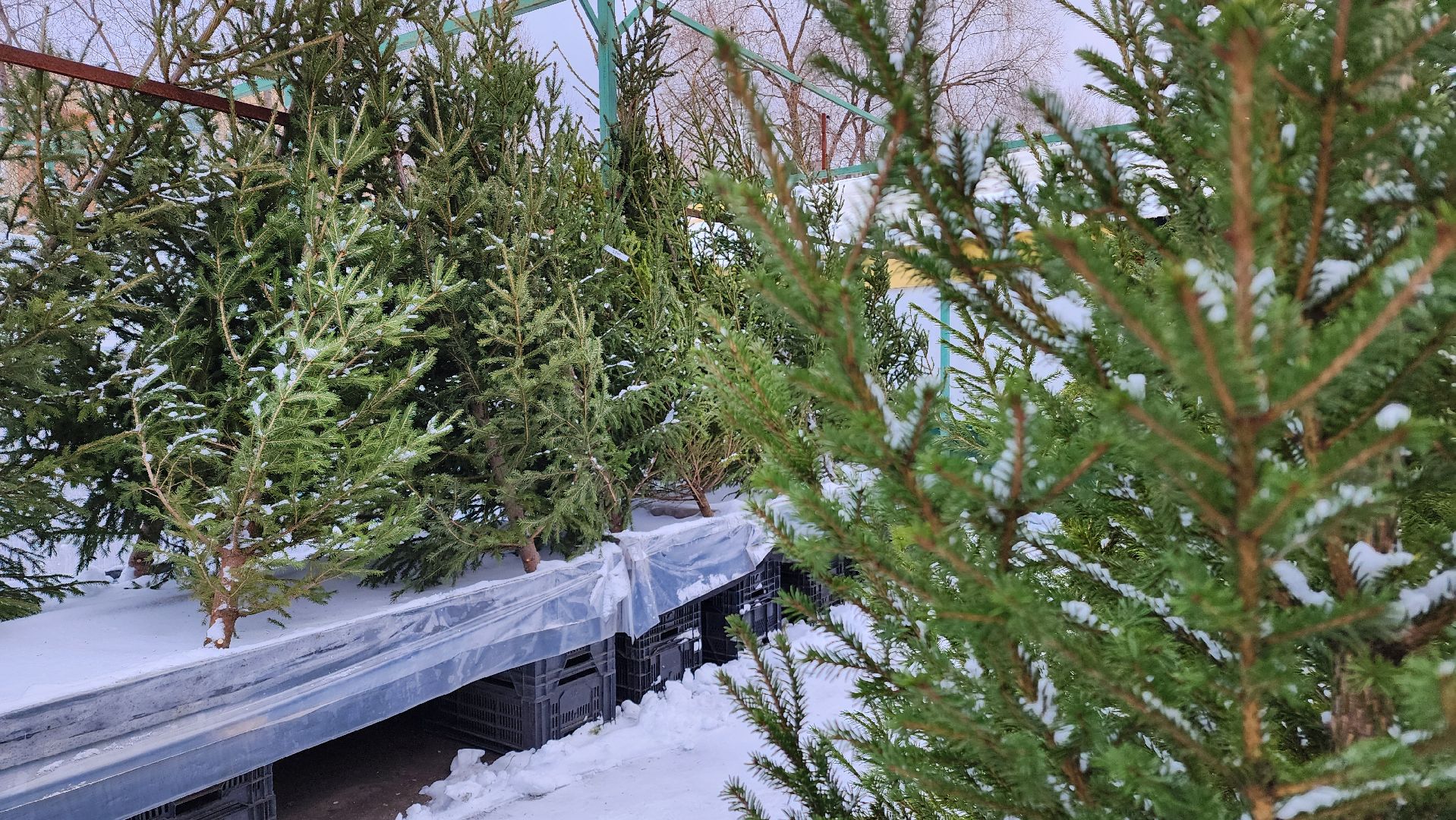 ступино, елочные базары, зима в подмосковье,