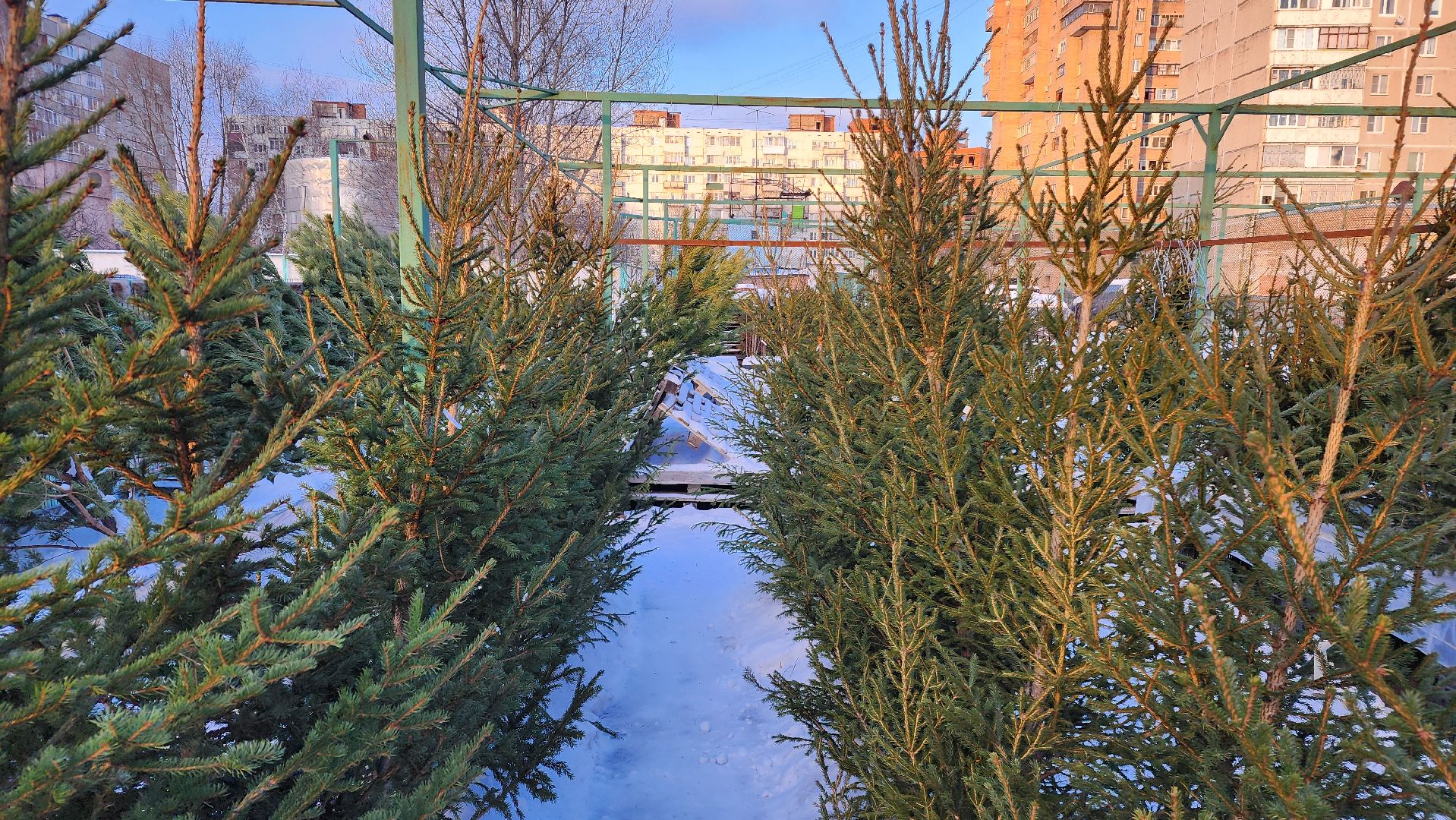 ступино, елочные базары, зима в подмосковье,