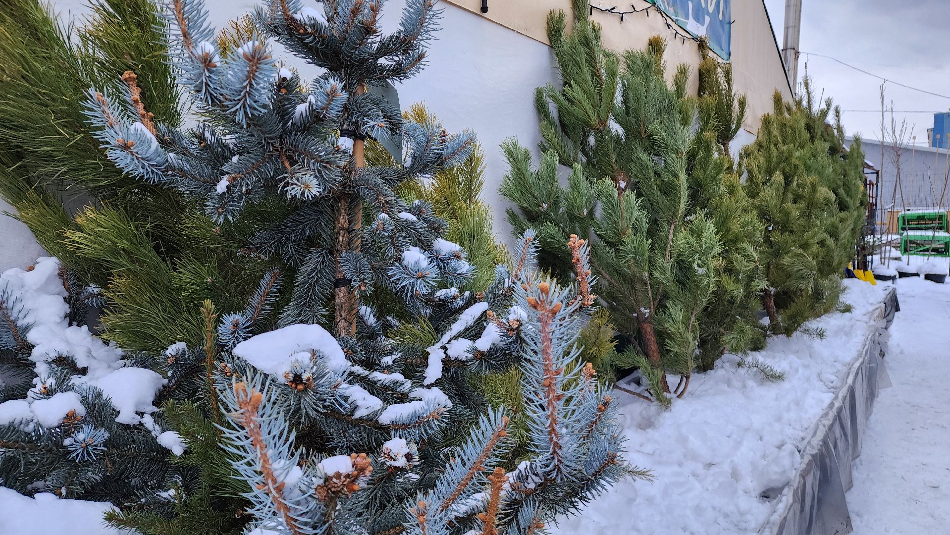 ступино, елочные базары, зима в подмосковье,