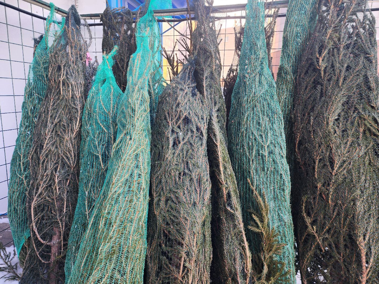 Луховицы, Елочный базар,