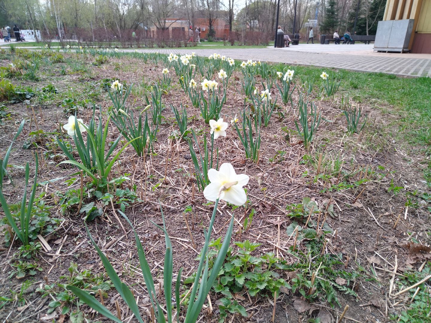 Благоустройство, парк мира, Мытищи, цветы, клумба