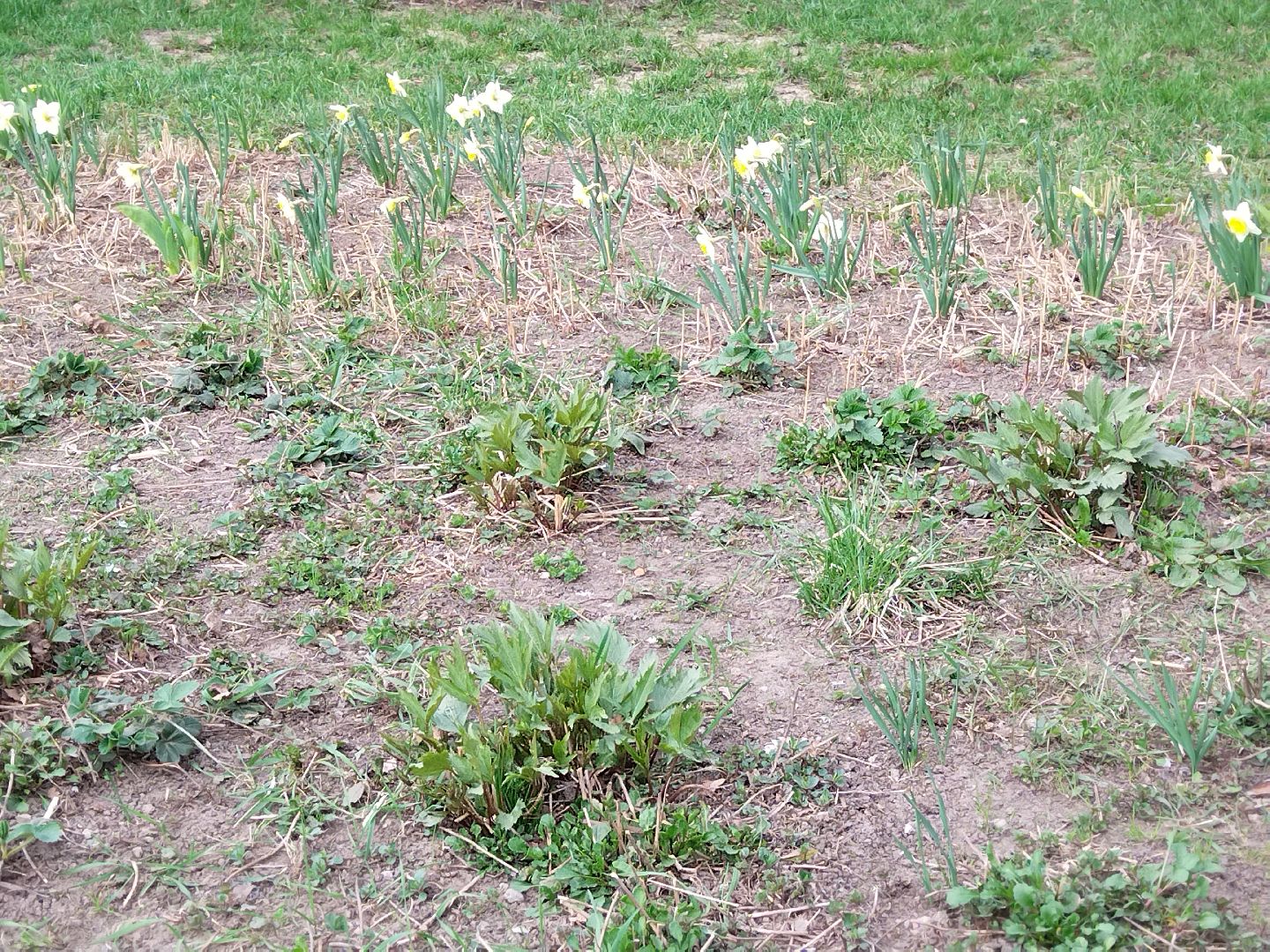 Благоустройство, парк мира, Мытищи, цветы, клумба