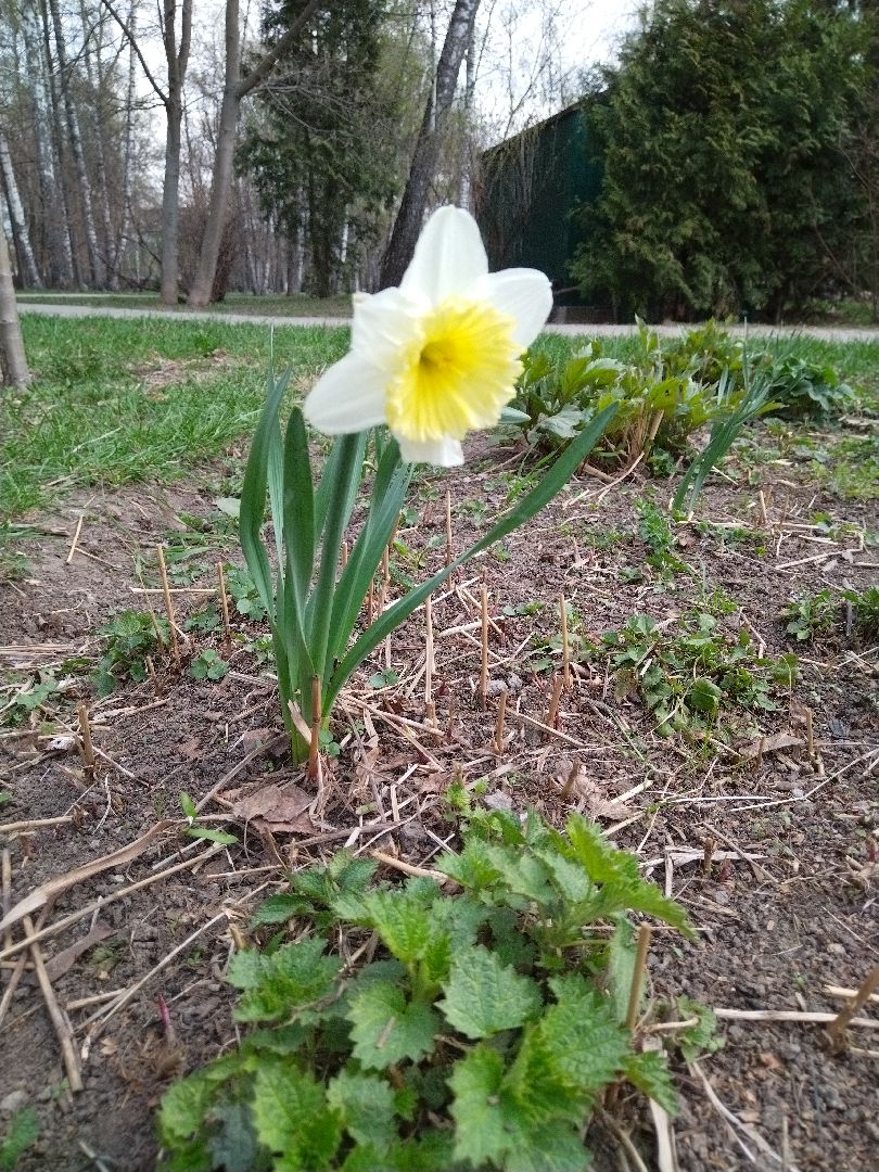 Благоустройство, парк мира, Мытищи, цветы, клумба