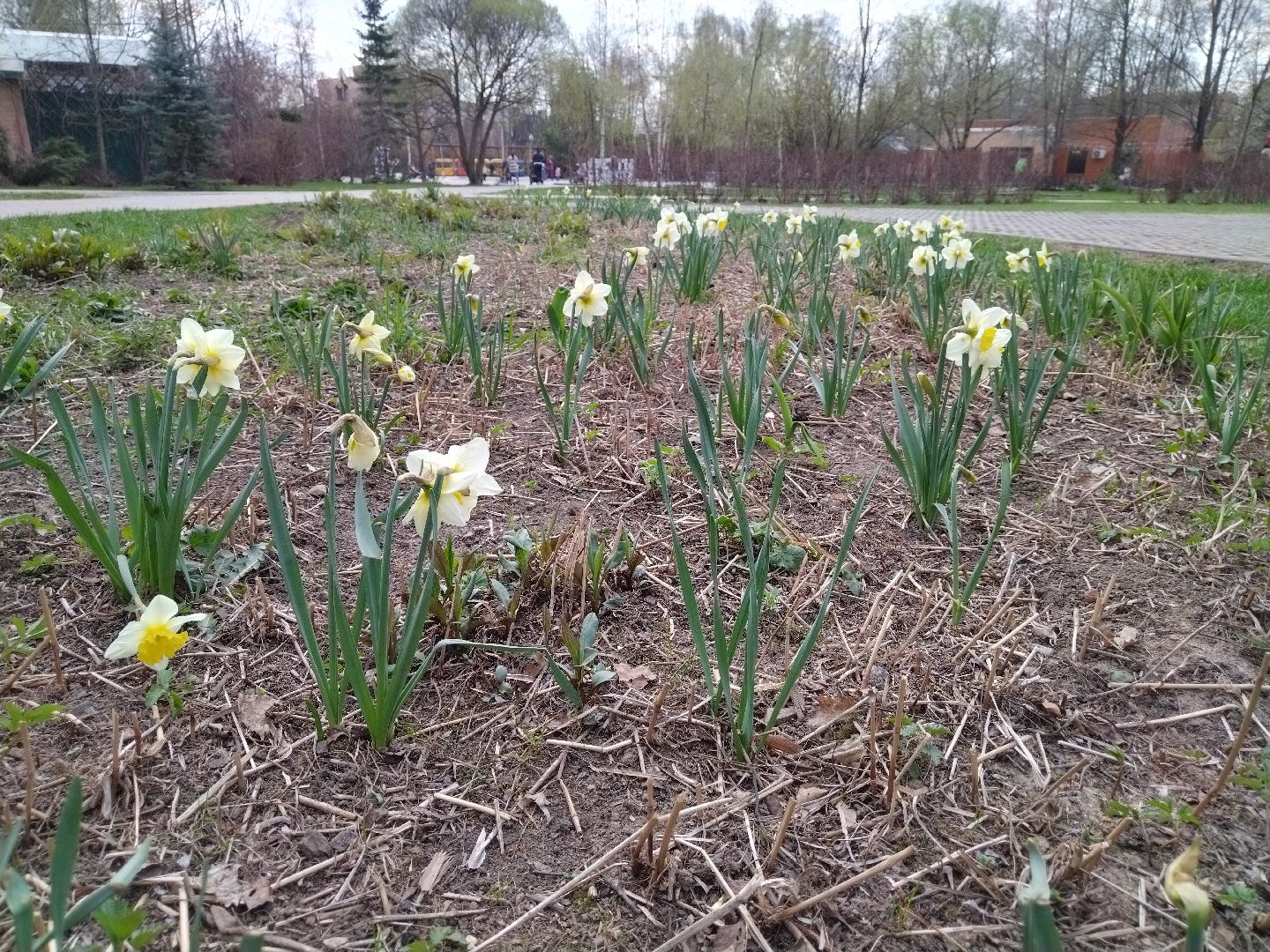 Благоустройство, парк мира, Мытищи, цветы, клумба