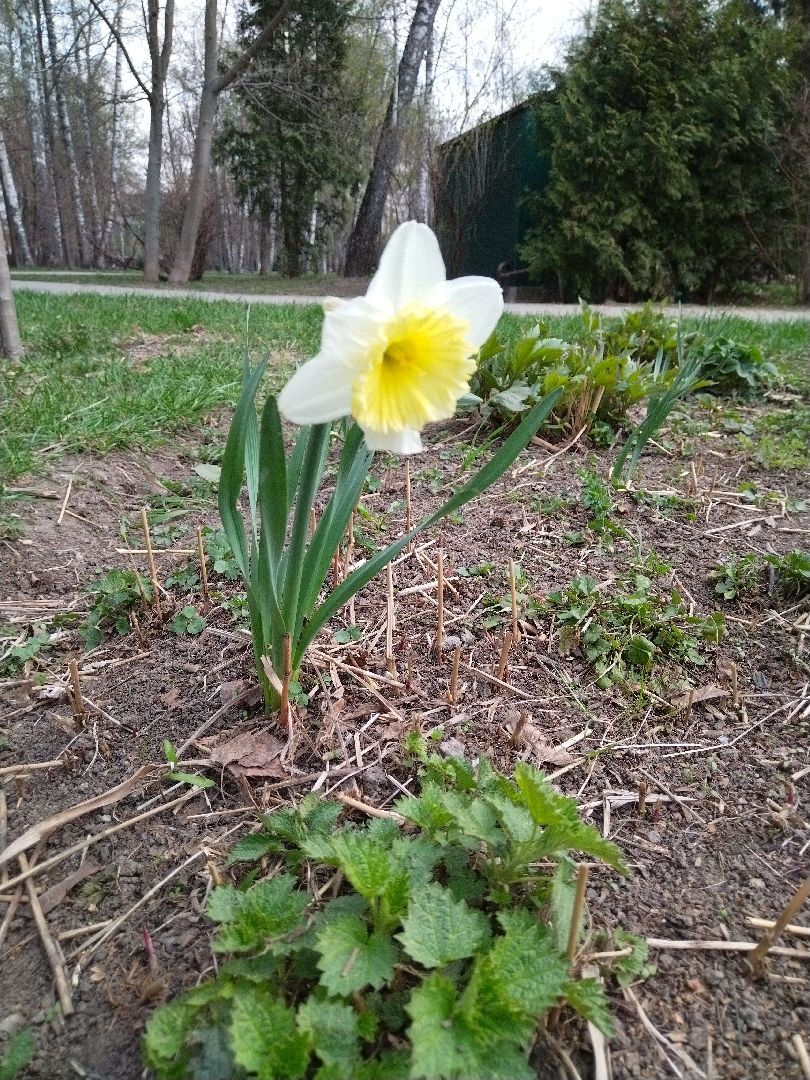 Благоустройство, парк мира, Мытищи, цветы, клумба