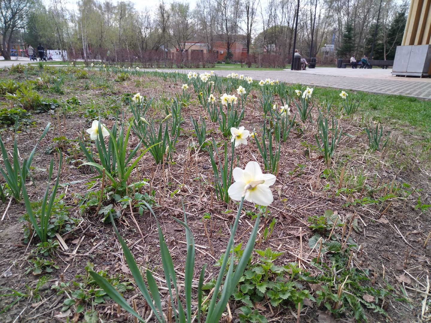 Благоустройство, парк мира, Мытищи, цветы, клумба