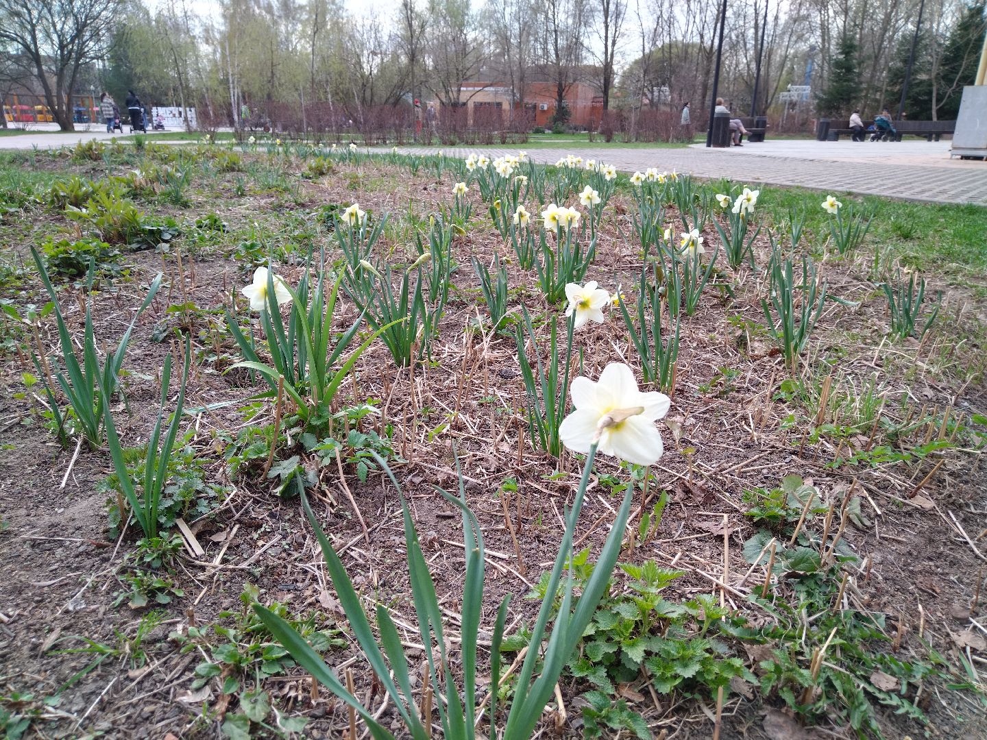 Благоустройство, парк мира, Мытищи, цветы, клумба