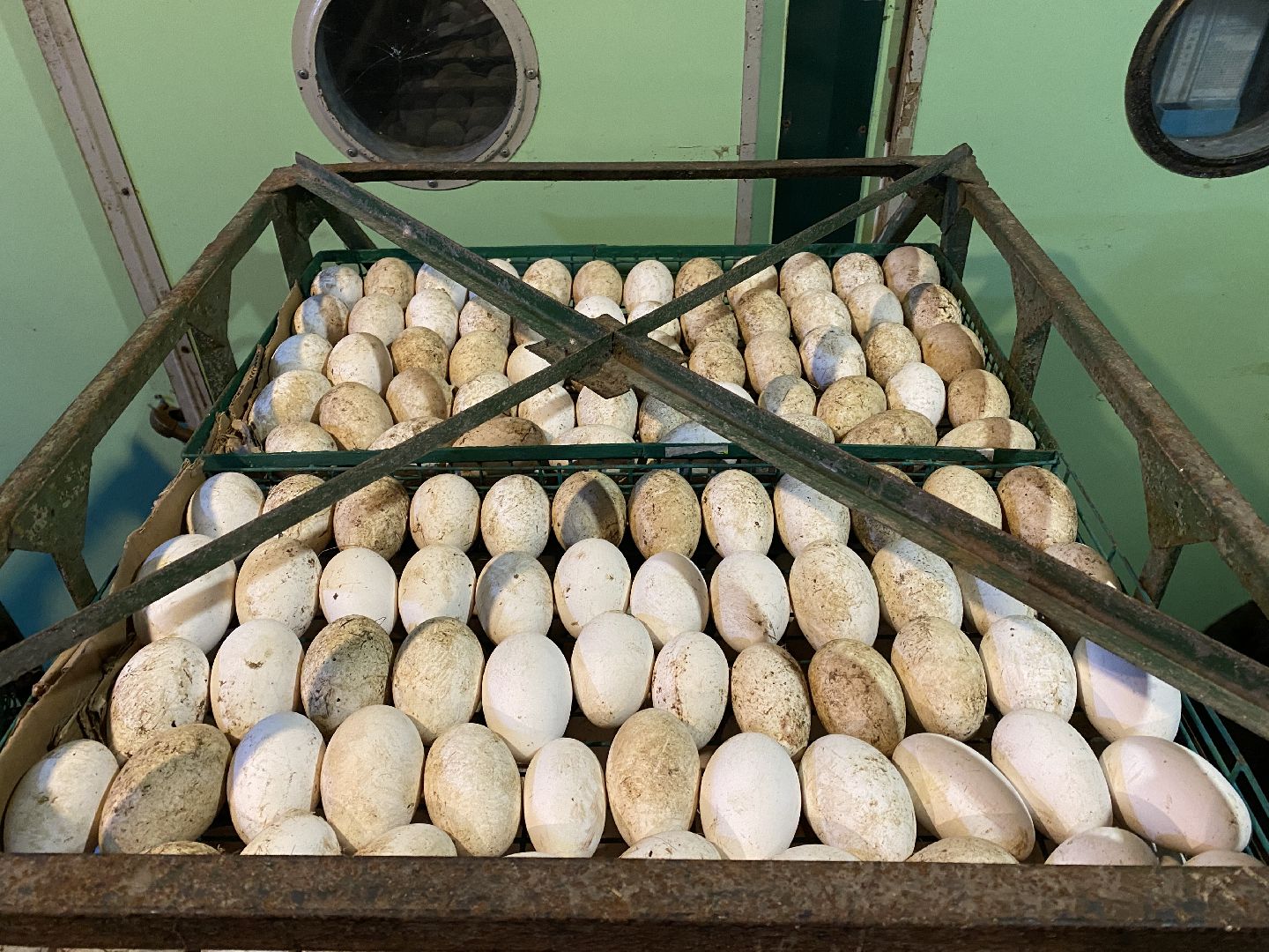 Чехов, ферма, гуси, инкубатор, яйца