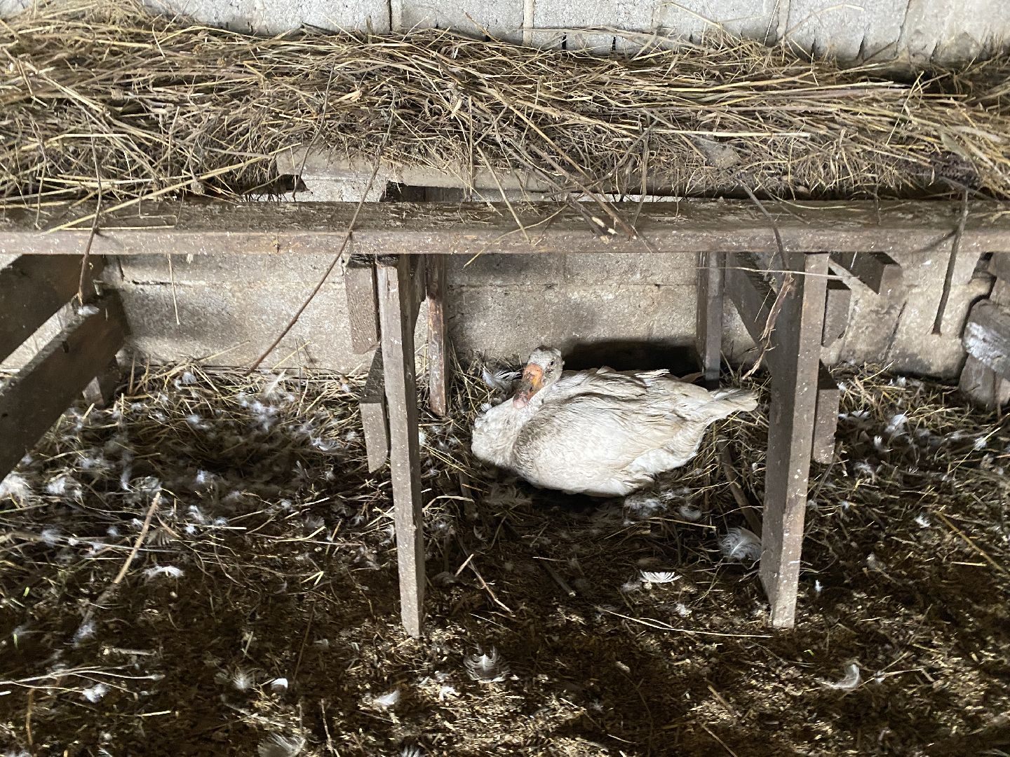 Чехов, ферма, гуси, инкубатор, яйца