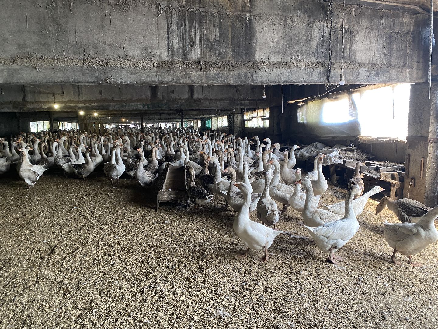 Чехов, ферма, гуси, инкубатор, яйца