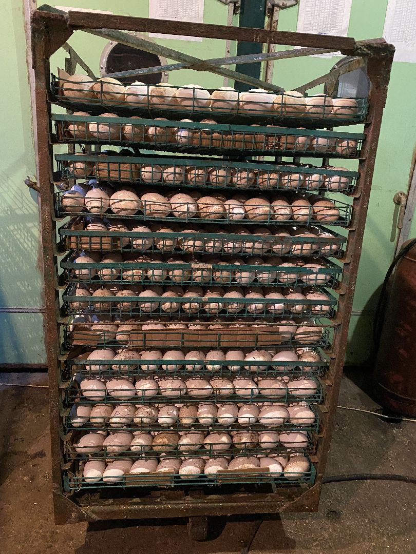 Чехов, ферма, гуси, инкубатор, яйца