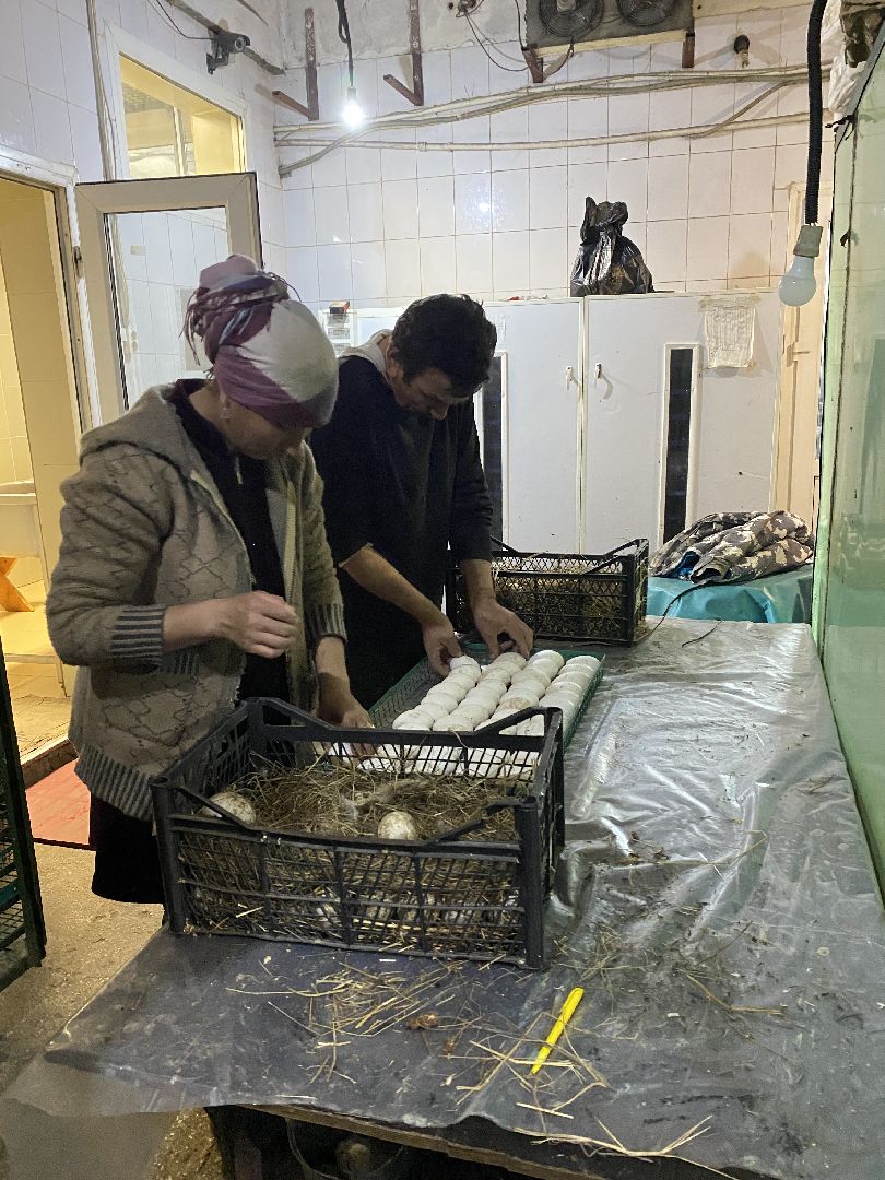 Чехов, ферма, гуси, инкубатор, яйца