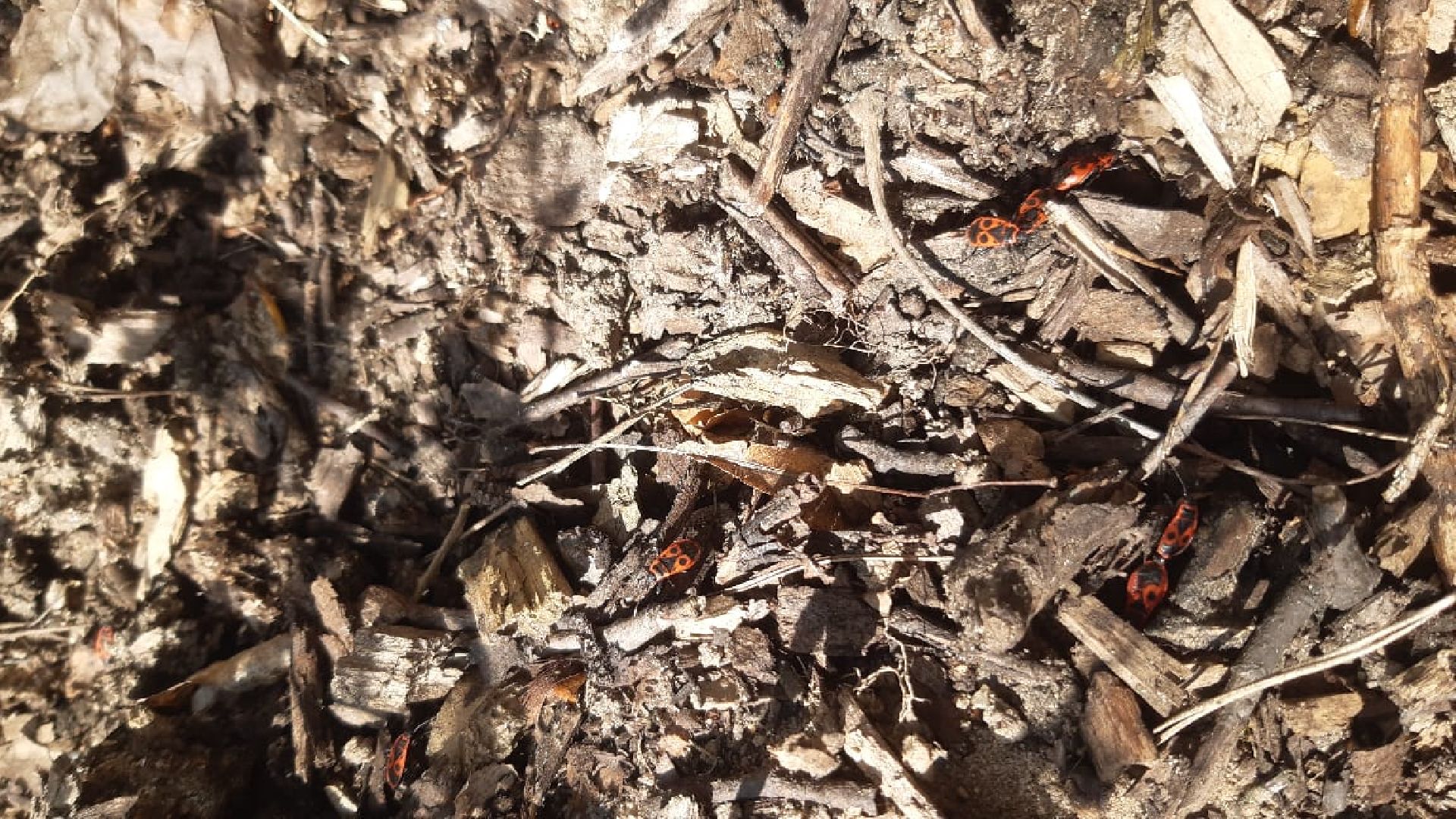 Протвино, образование, весна, ОВЗ, реабилитация