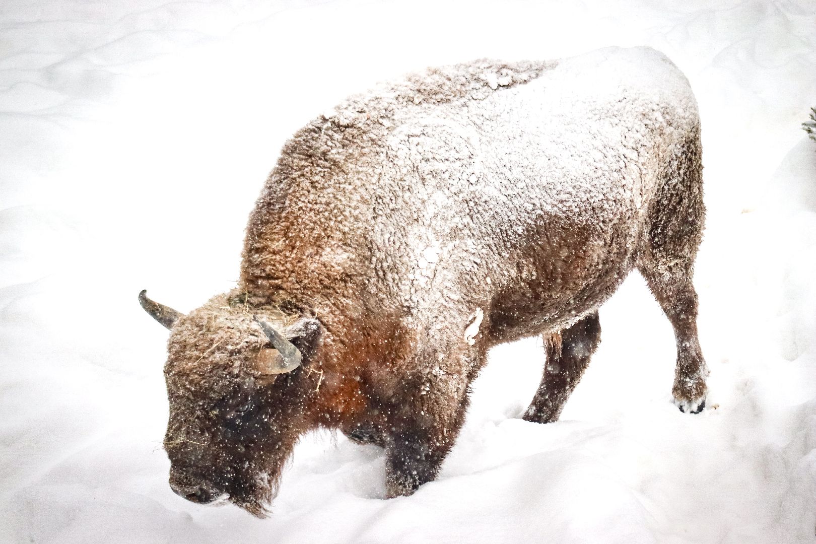 Клин, общество, животные, красная книга России, зима в подмосковье,