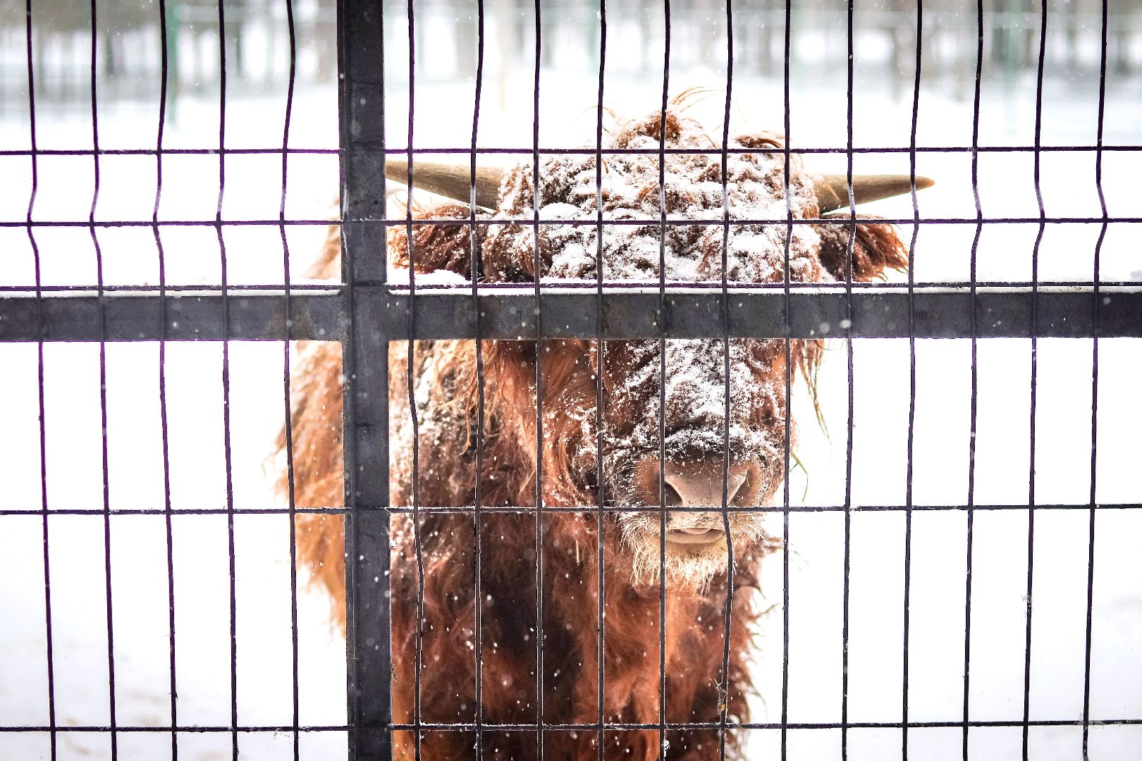 Клин, общество, животные, красная книга России, зима в подмосковье,