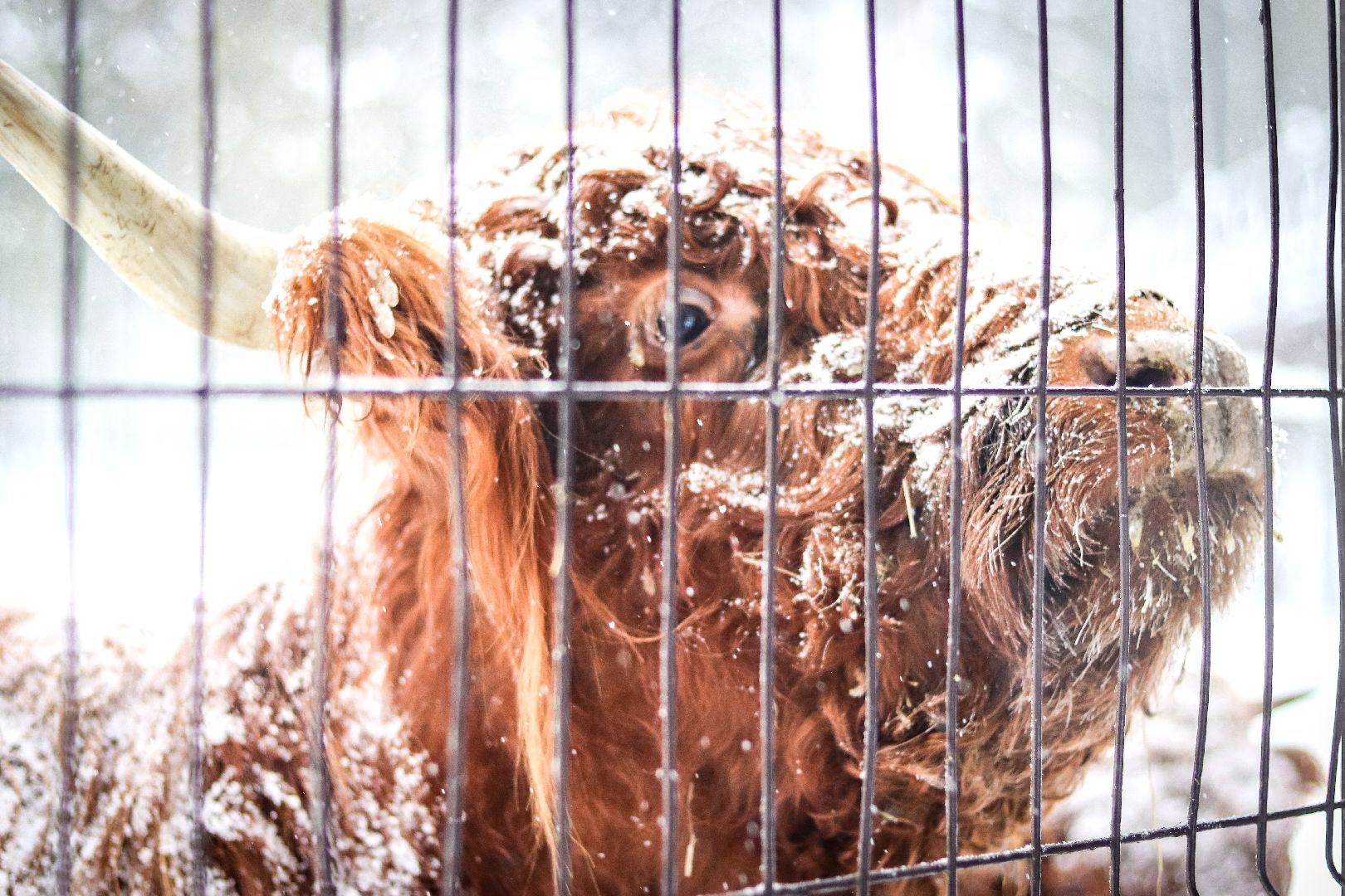 Клин, общество, животные, красная книга России, зима в подмосковье,