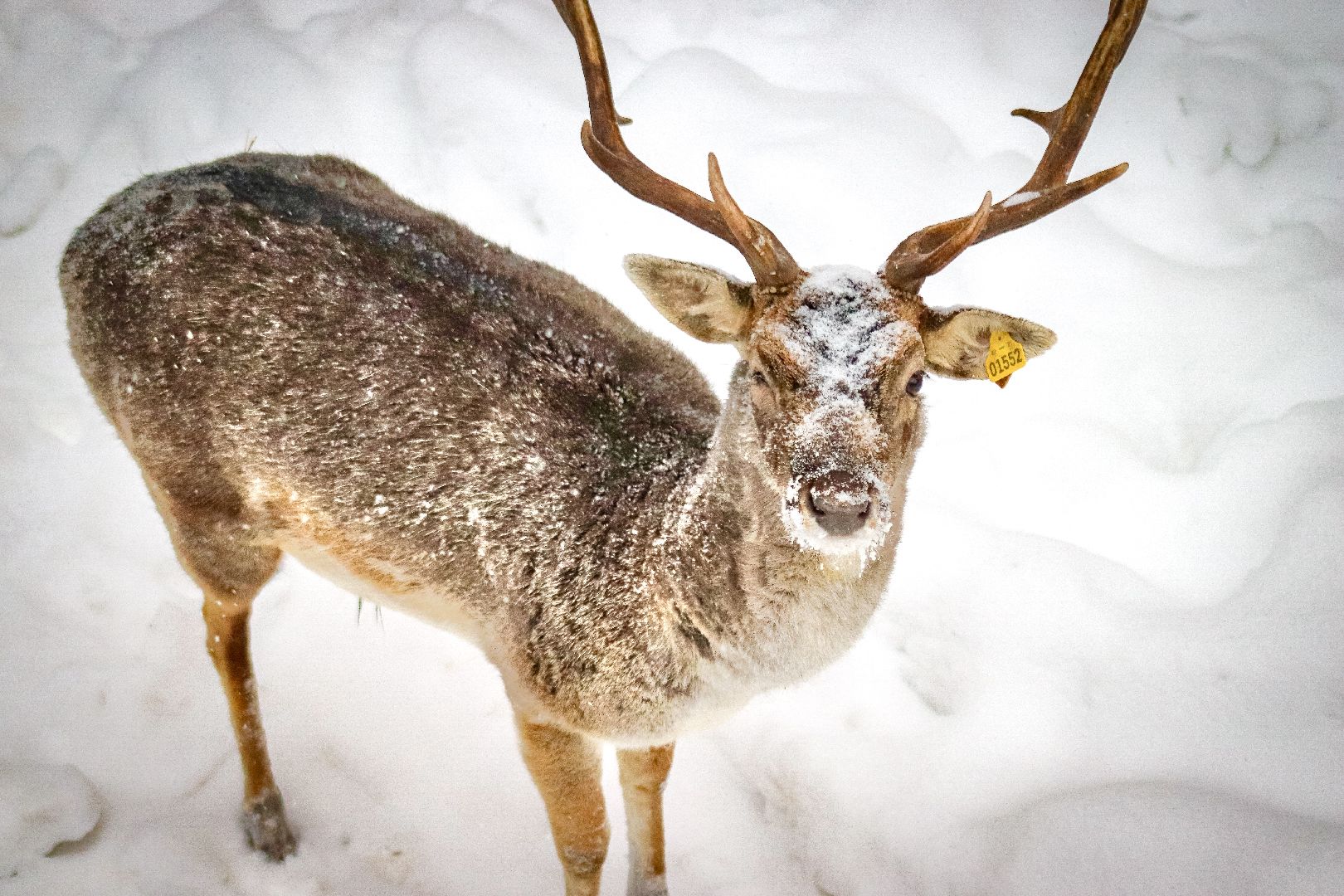 Клин, общество, животные, красная книга России, зима в подмосковье,