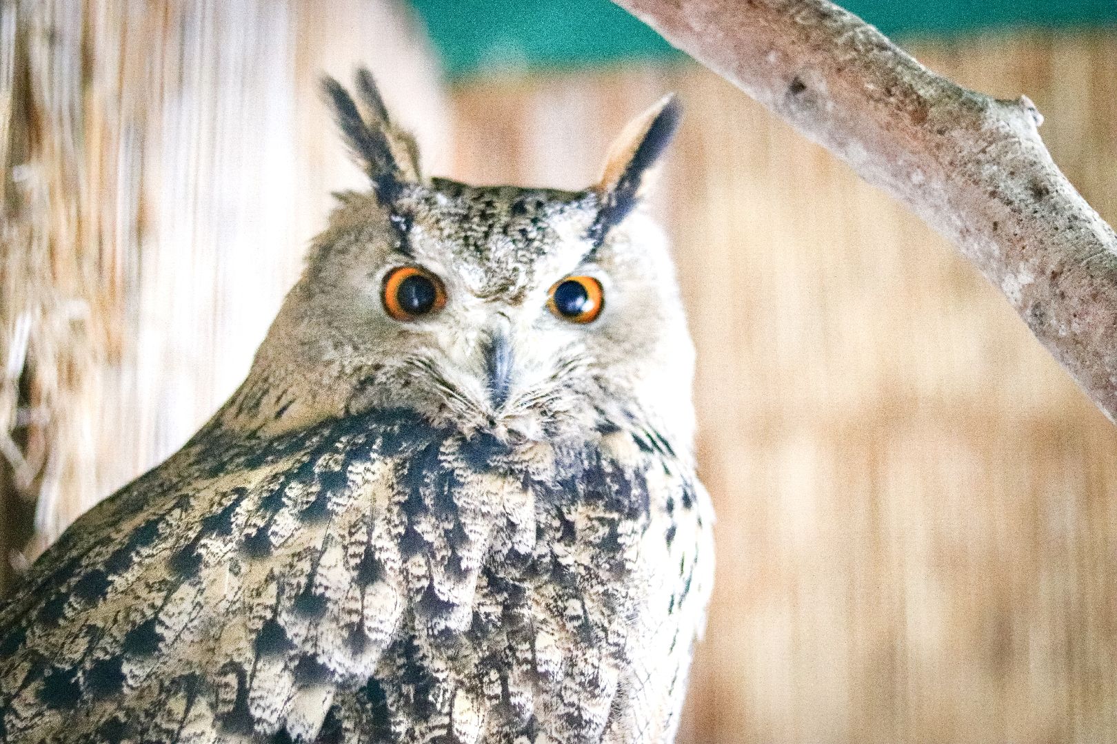 Клин, общество, животные, красная книга России, зима в подмосковье,